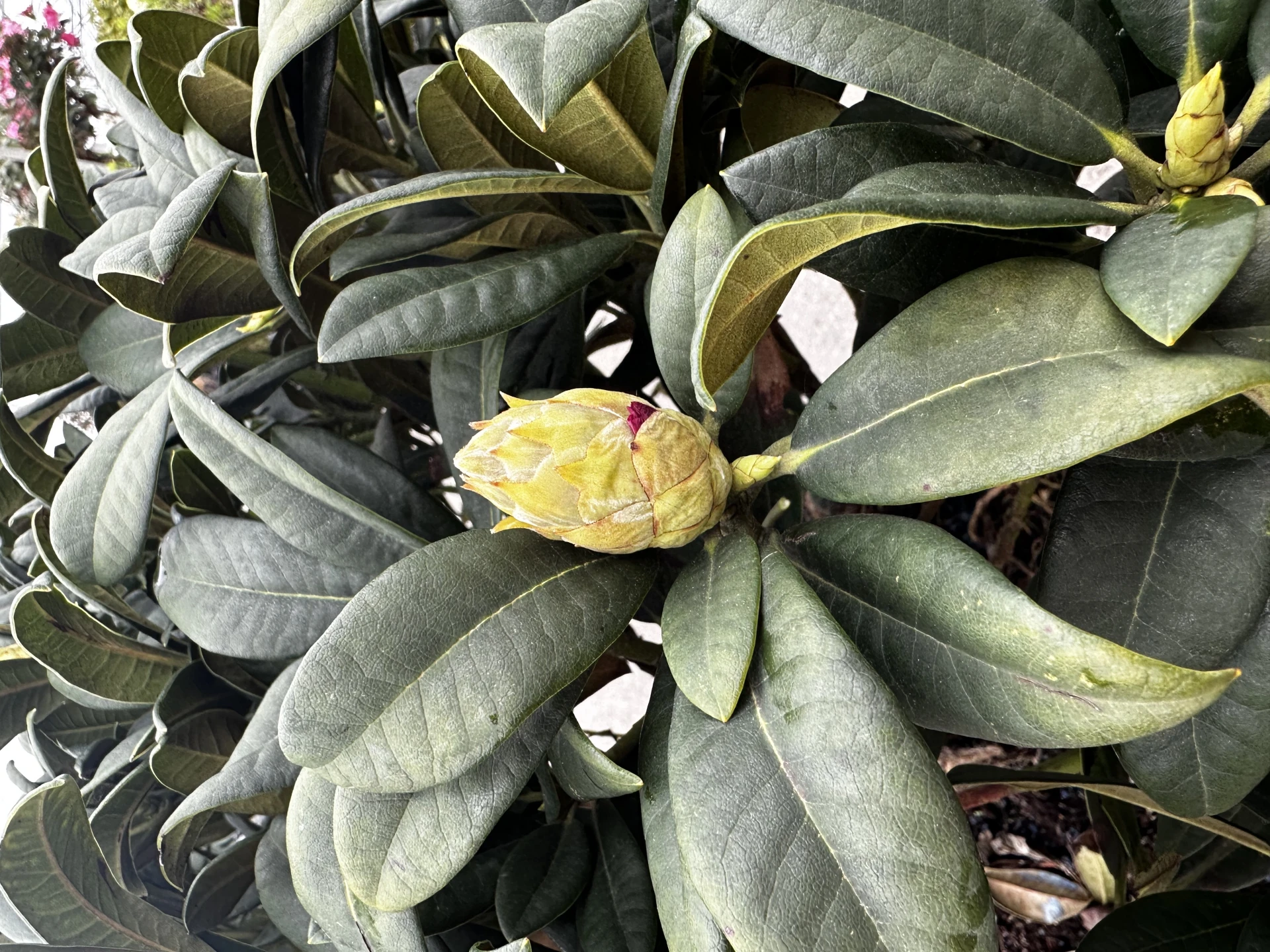 Rhododendron - Hybriden 'Arktis' (Różanecznik - Hybrida 'Arktis')
