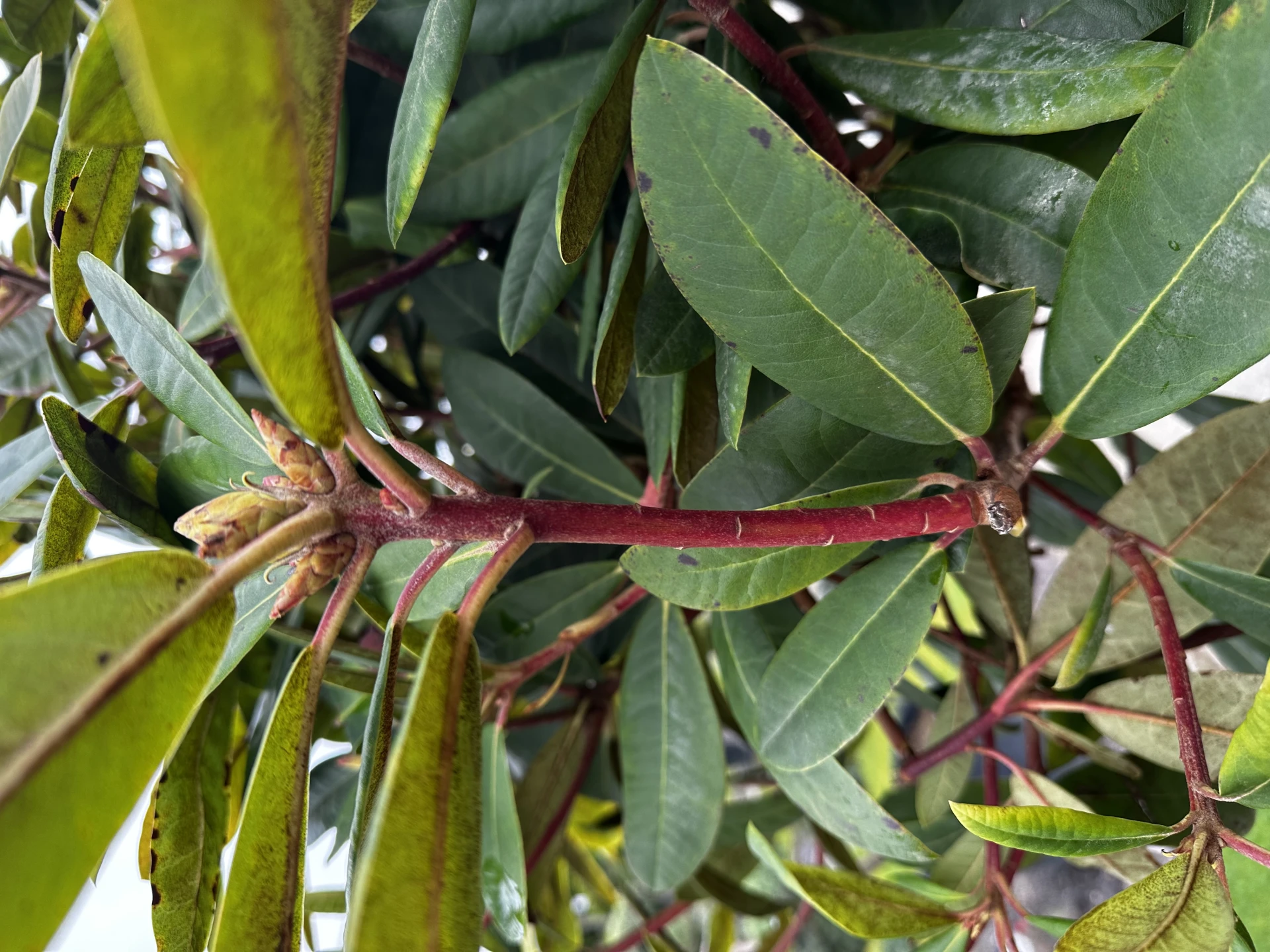 Rhododendron 'Sardana' (Różanecznik wielkokwiatowy 'Sardana')