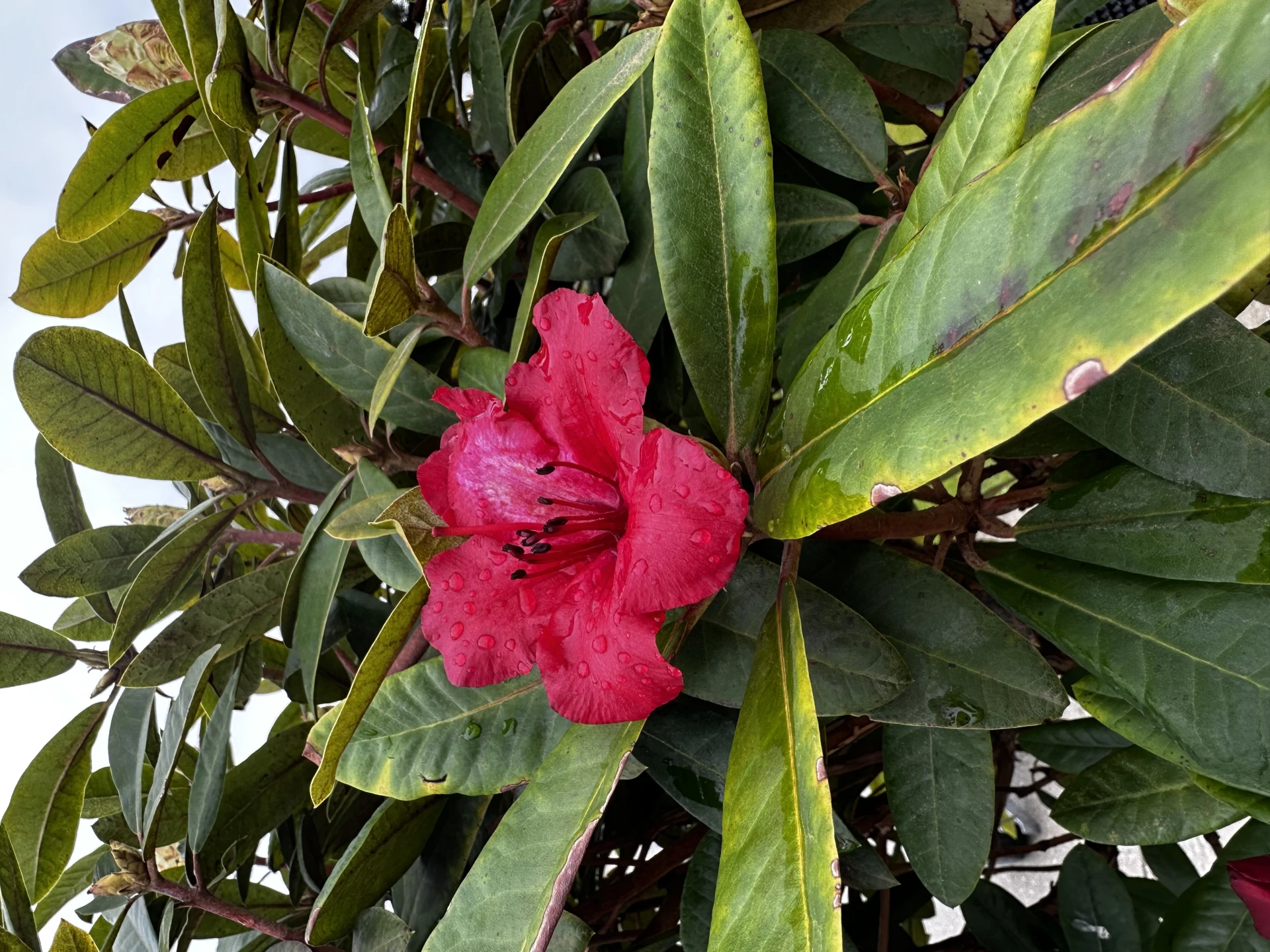 Rhododendron 'Sardana' (Różanecznik wielkokwiatowy 'Sardana')
