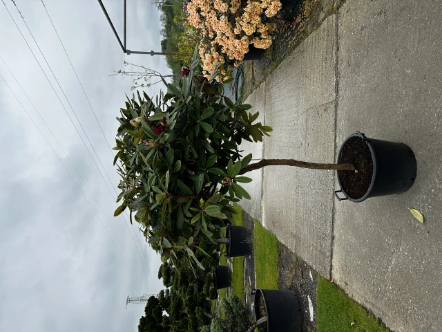 Rhododendron 'Sardana' (Różanecznik wielkokwiatowy 'Sardana')