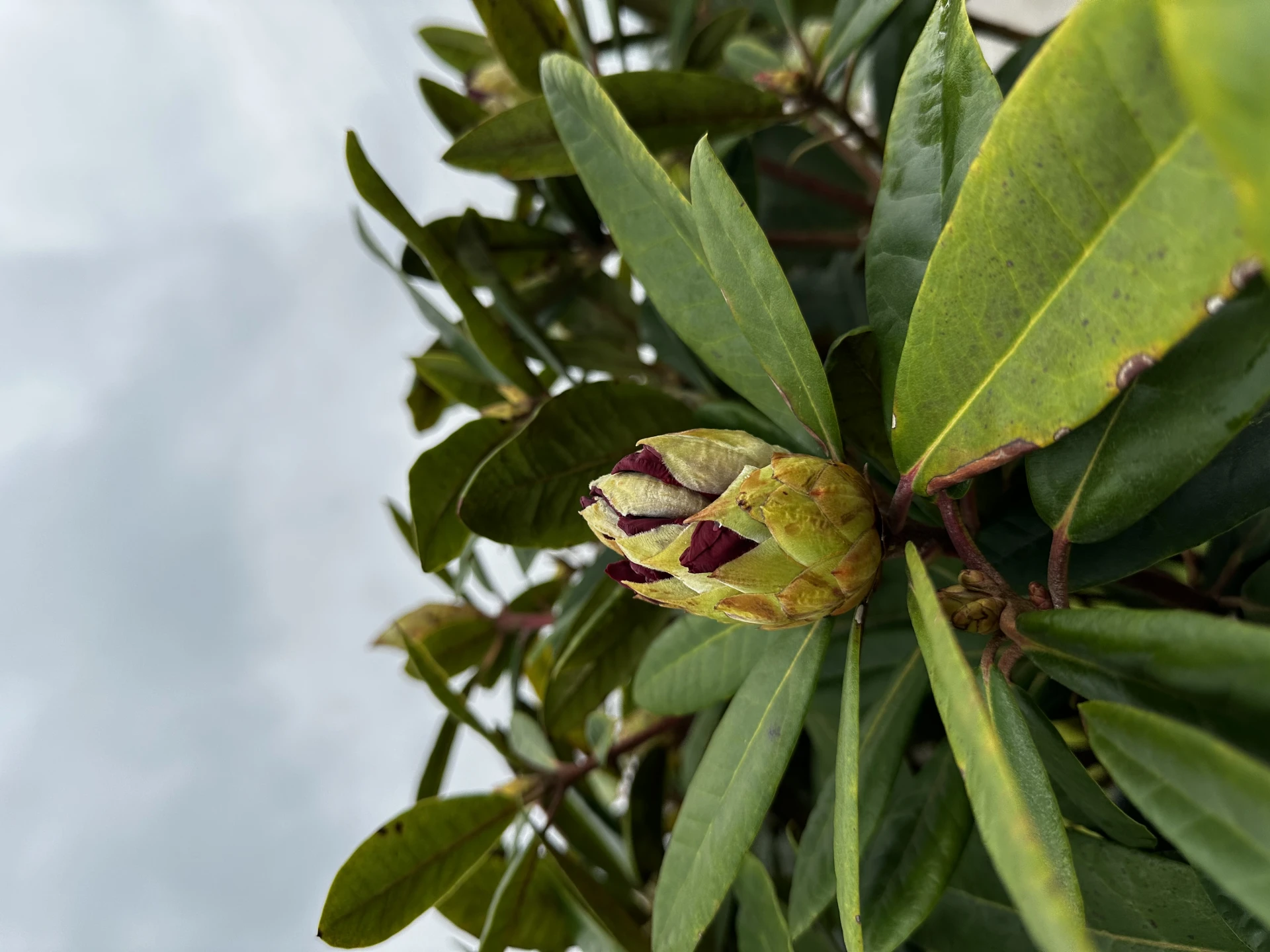 Rhododendron 'Sardana' (Różanecznik wielkokwiatowy 'Sardana')