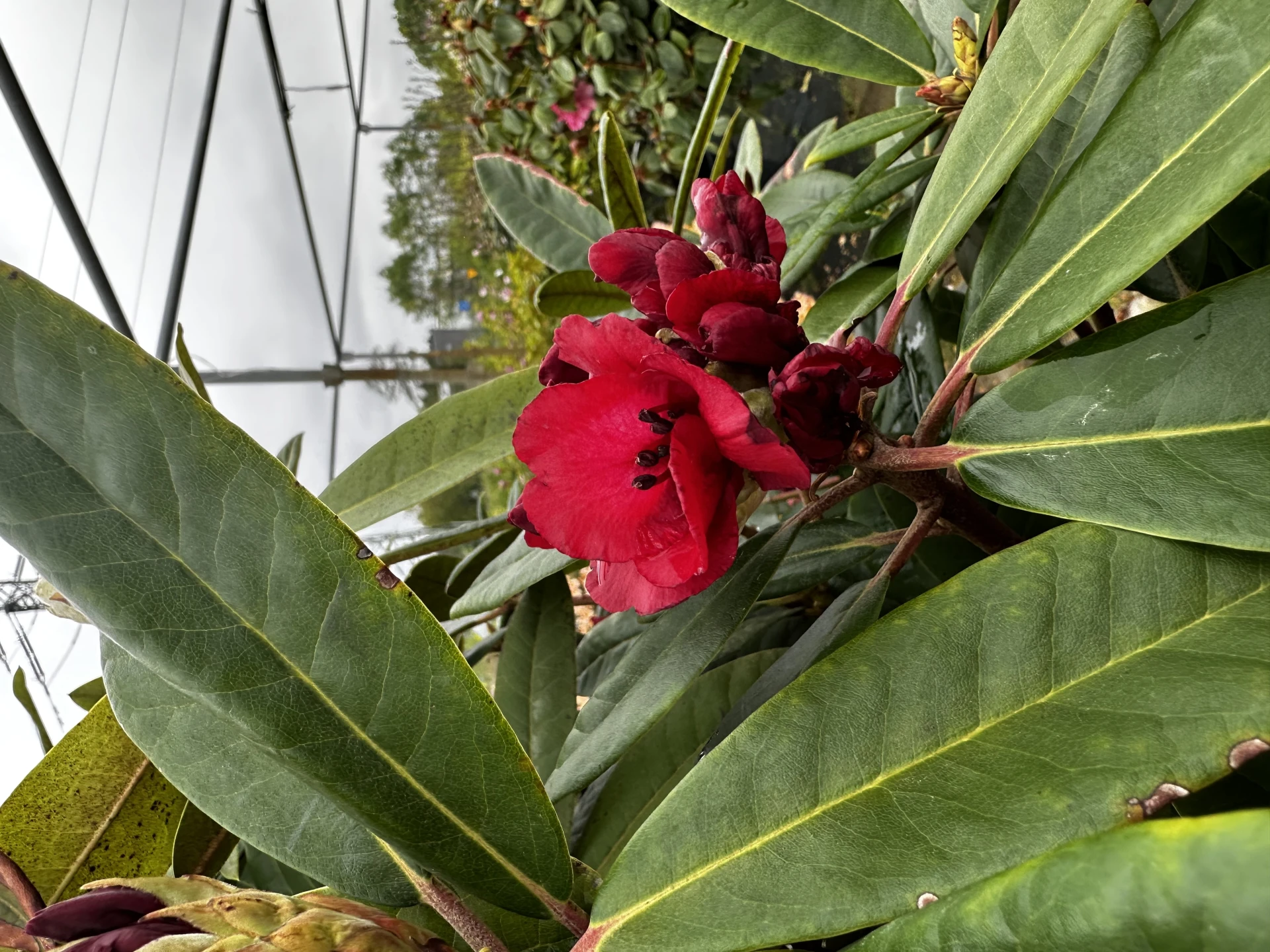 Rhododendron 'Sardana' (Różanecznik wielkokwiatowy 'Sardana')