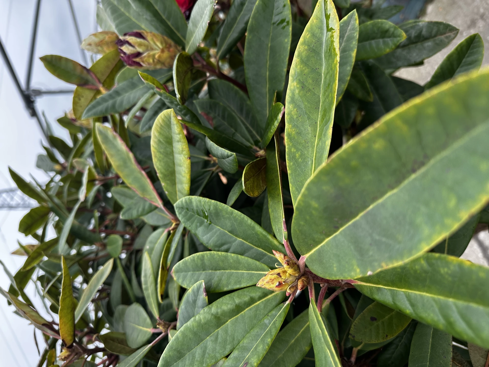Rhododendron 'Sardana' (Różanecznik wielkokwiatowy 'Sardana')