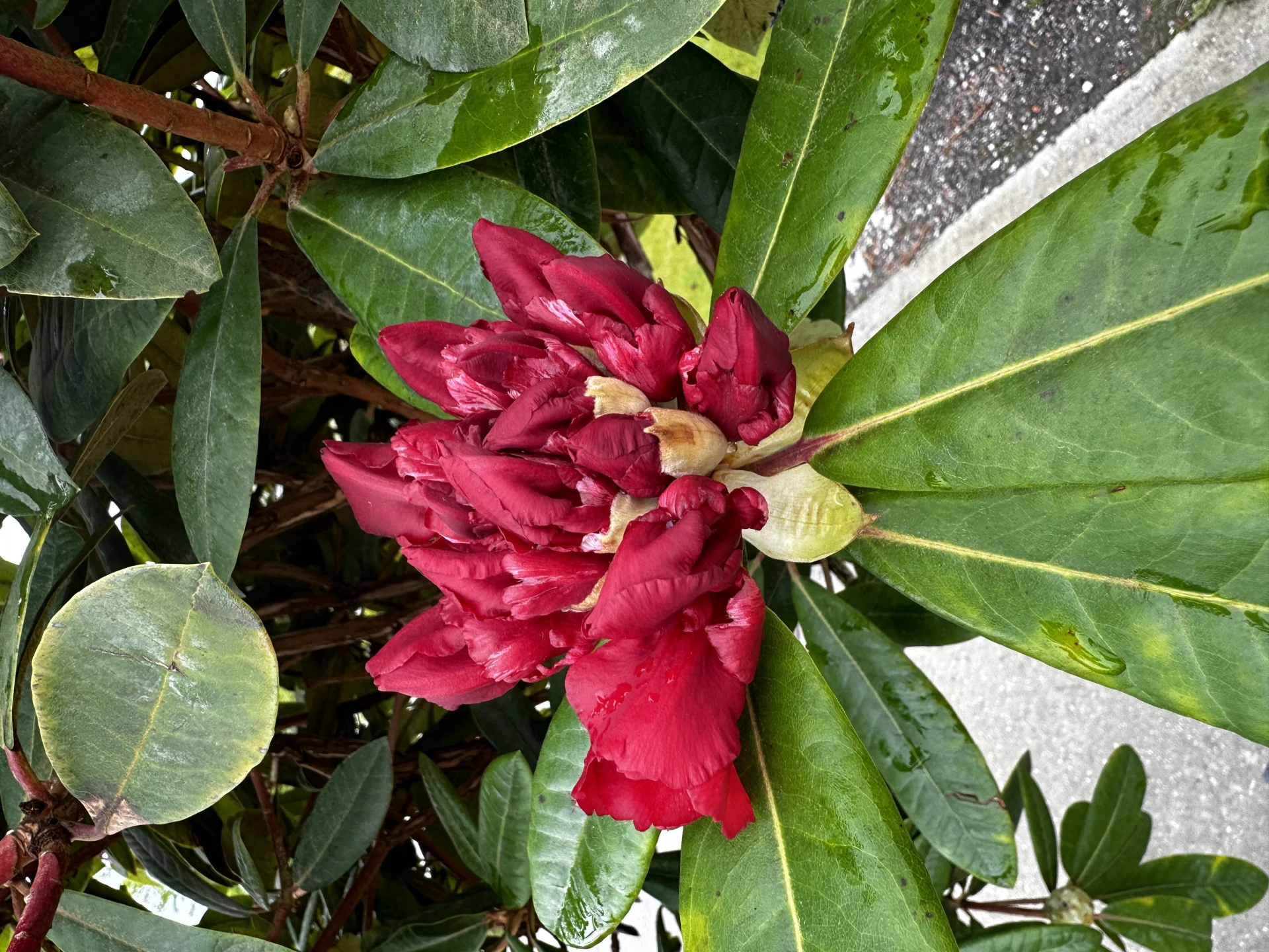 Rhododendron 'Sardana' (Różanecznik wielkokwiatowy 'Sardana')