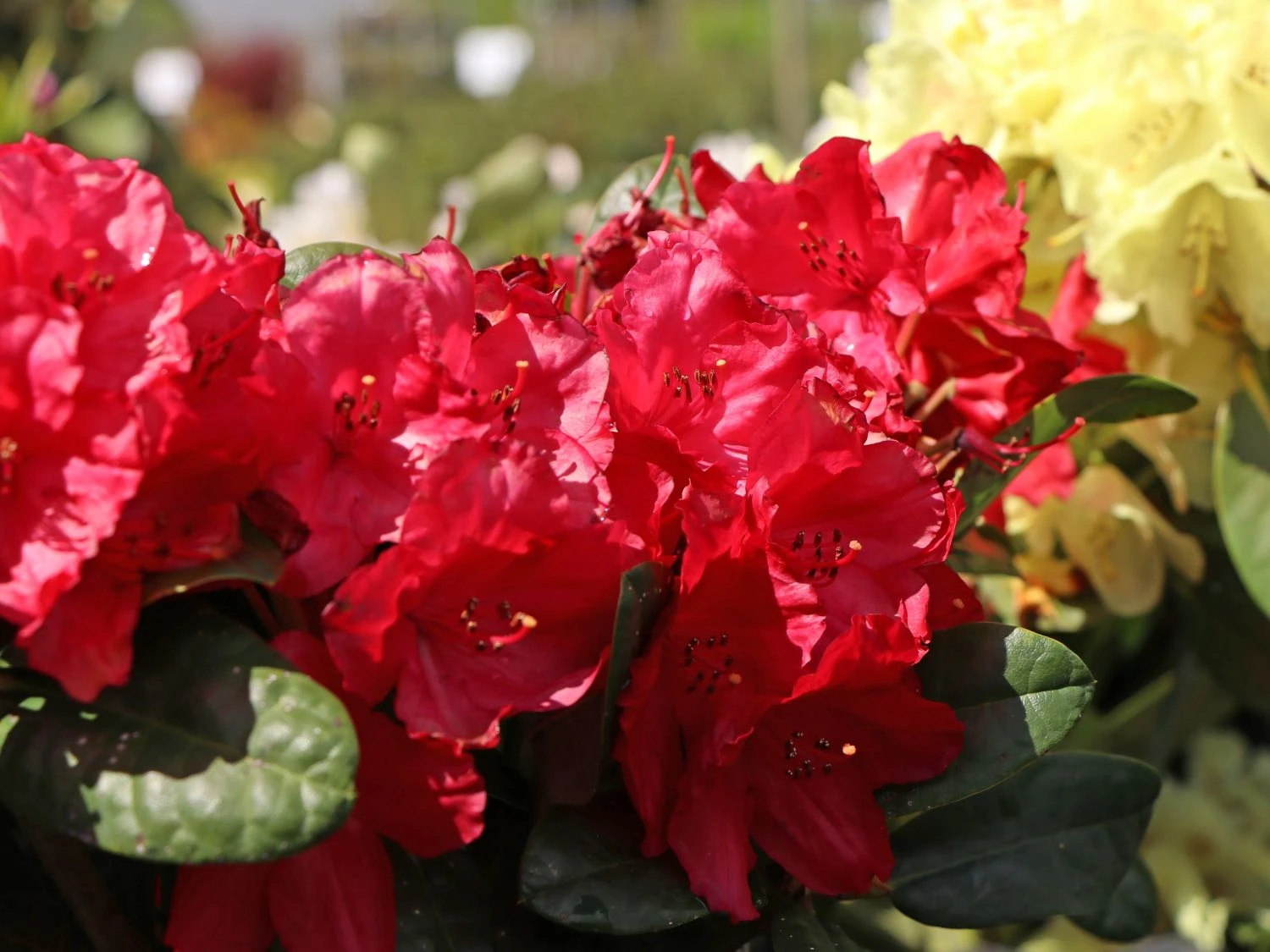 Rhododendron 'Sardana' (Różanecznik wielkokwiatowy 'Sardana')