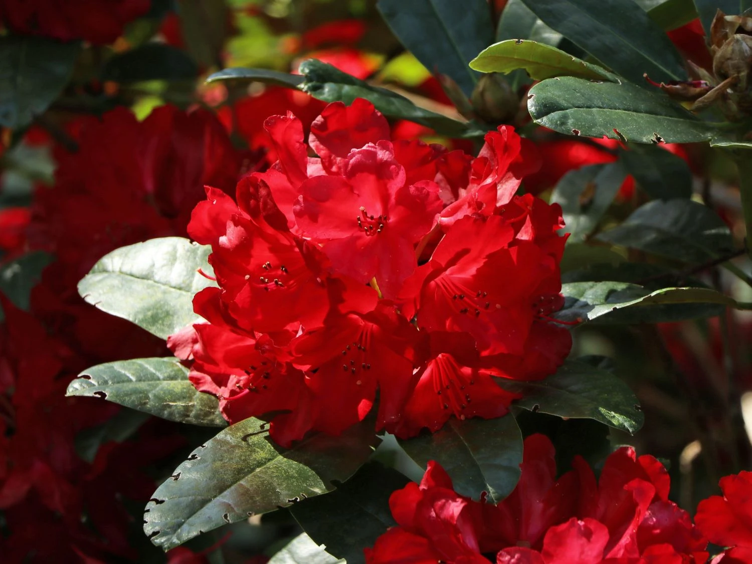 Rhododendron 'Sardana' (Różanecznik wielkokwiatowy 'Sardana')