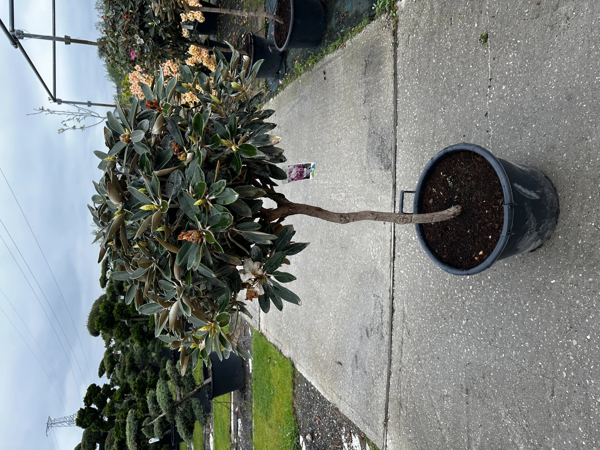 Rhododendron 'Sardana' (Różanecznik wielkokwiatowy 'Sardana')