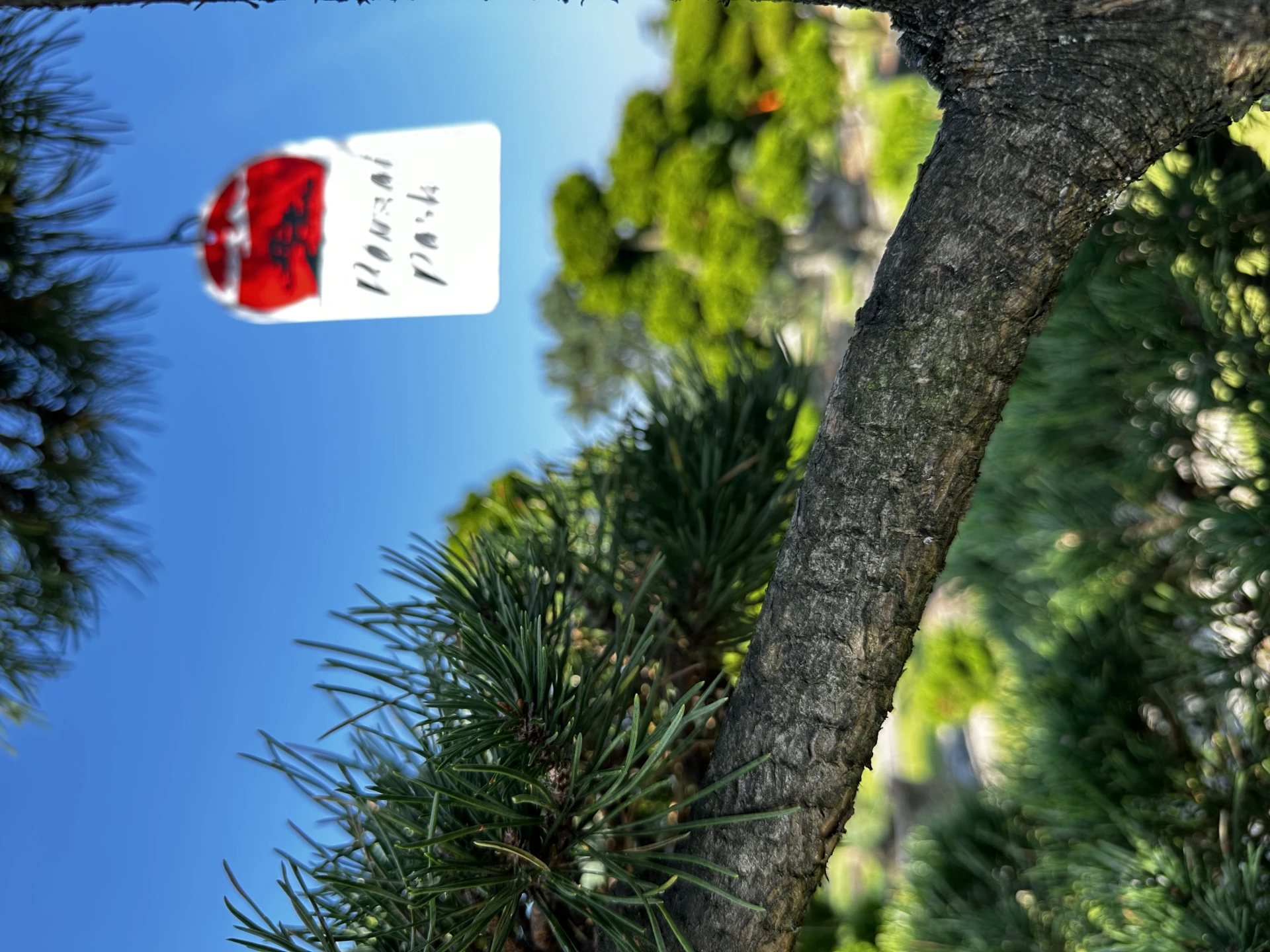 Pinus mugo 'Gnom' (Sosna górska 'Gnom')