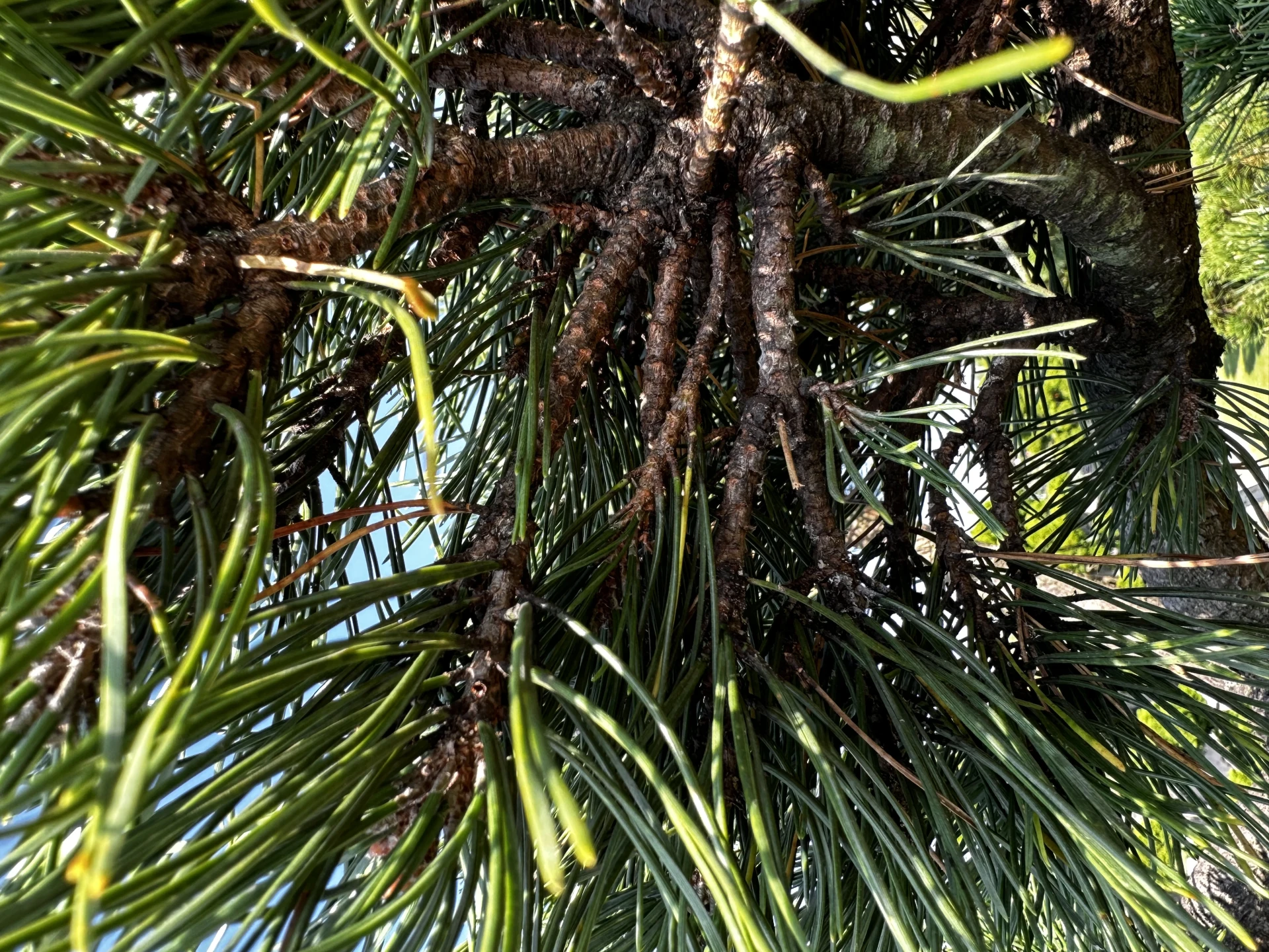 Pinus mugo 'Gnom' (Sosna górska 'Gnom')