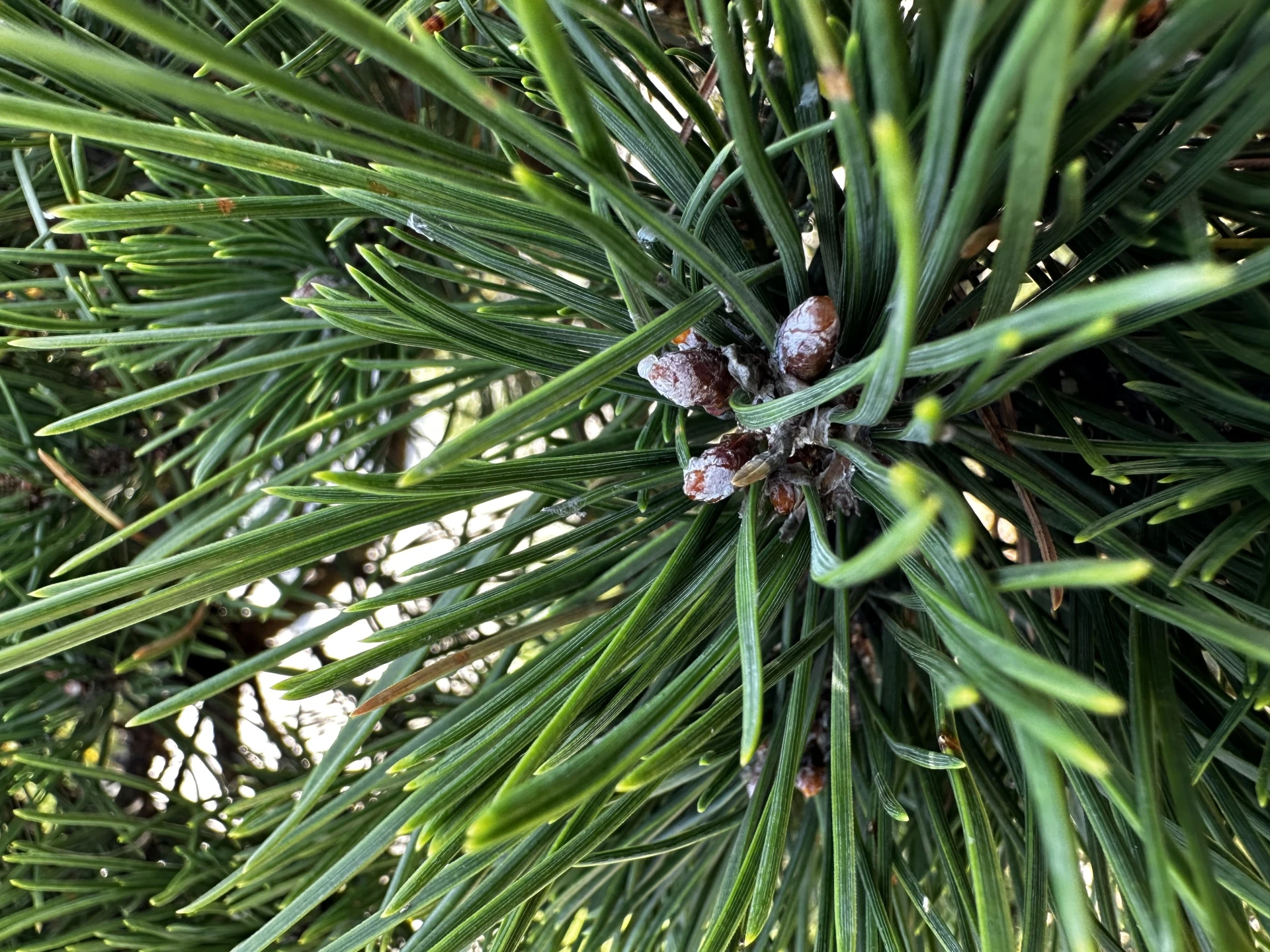 Pinus mugo 'Gnom' (Sosna górska 'Gnom')
