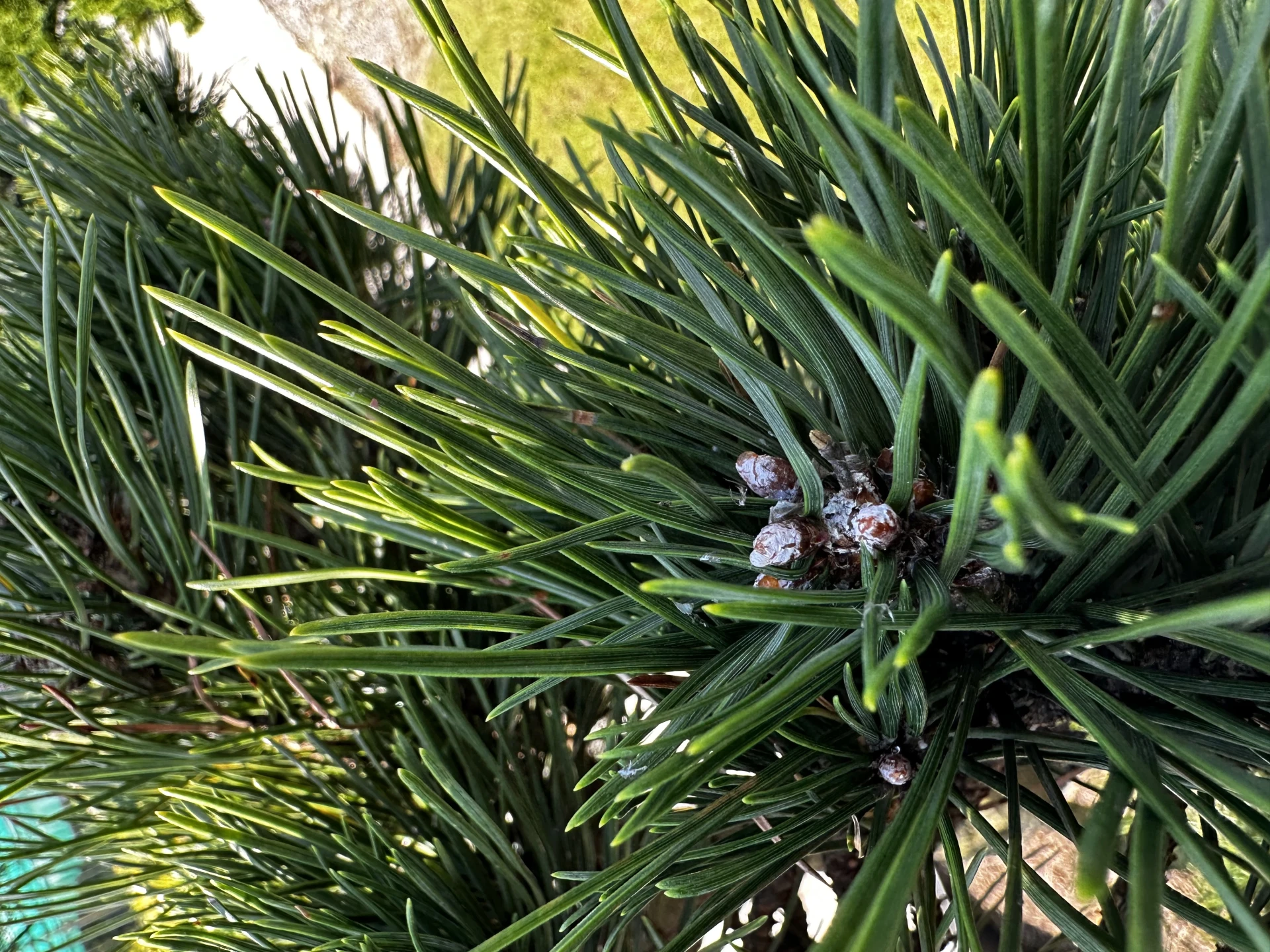 Pinus mugo 'Gnom' (Sosna górska 'Gnom')