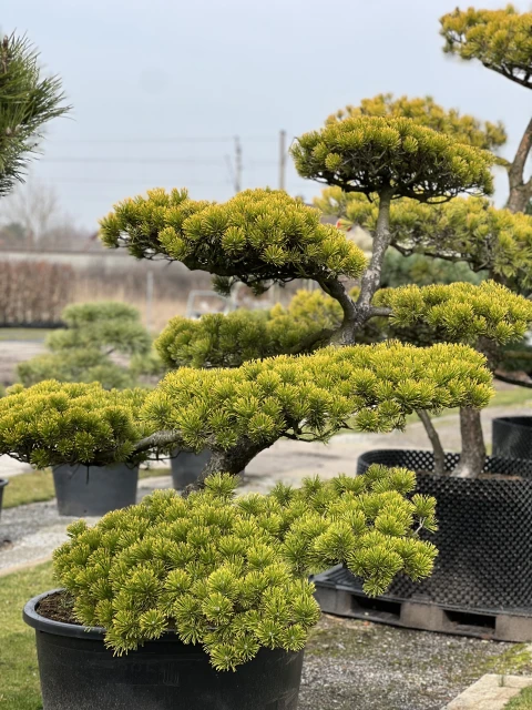 Pinus mugo 'Mops' (Sosna górska 'Mops') Wzór