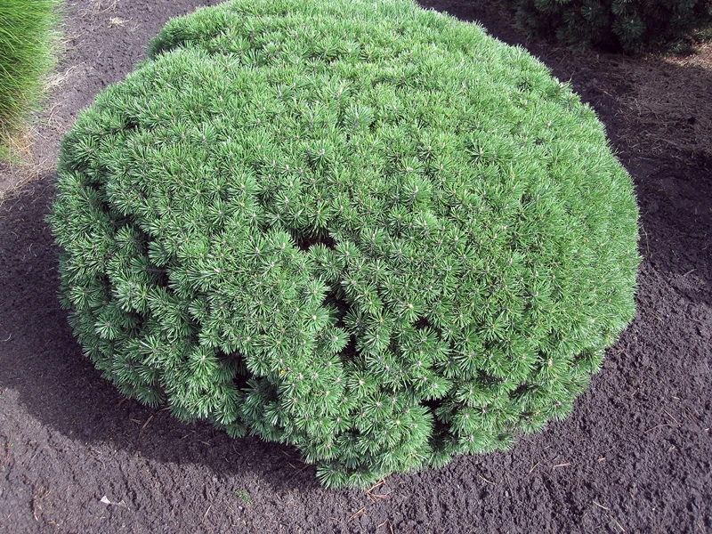 Pinus mugo 'Mops' (Sosna górska 'Mops') Wzór