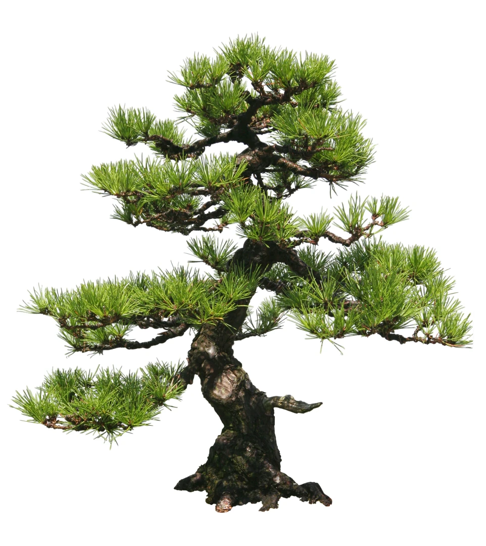 Pinus strobus 'Radiata' (Sosna wejmutka 'Radiata')