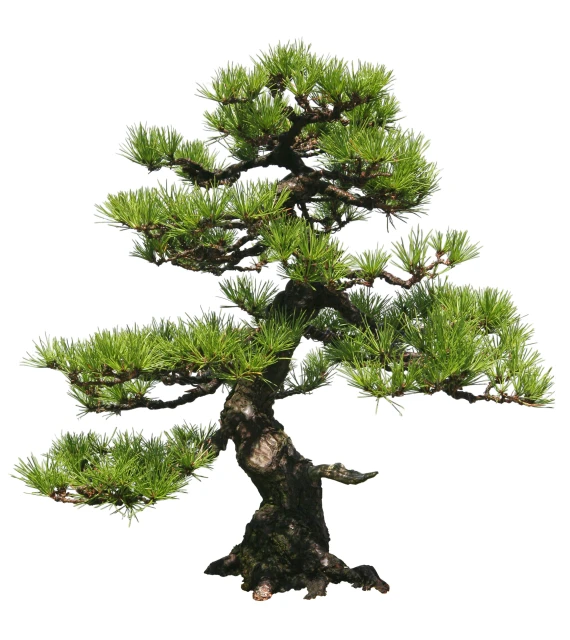 Pinus strobus 'Radiata' (Sosna wejmutka 'Radiata')