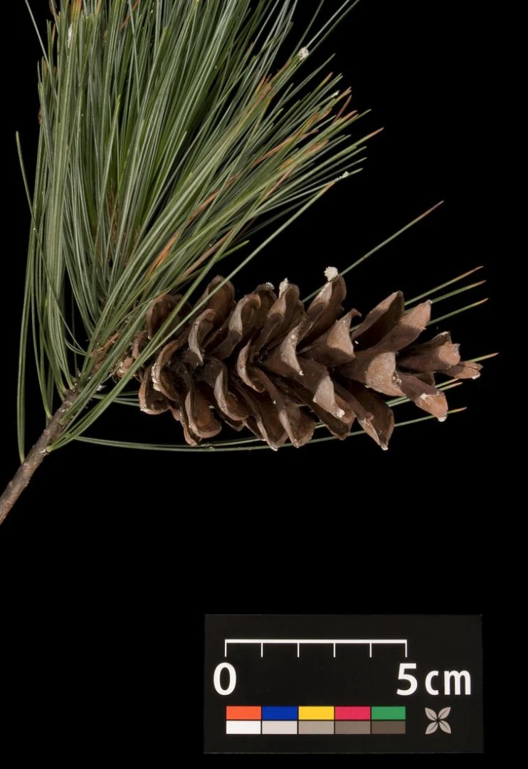 Pinus strobus 'Radiata' (Sosna wejmutka 'Radiata')