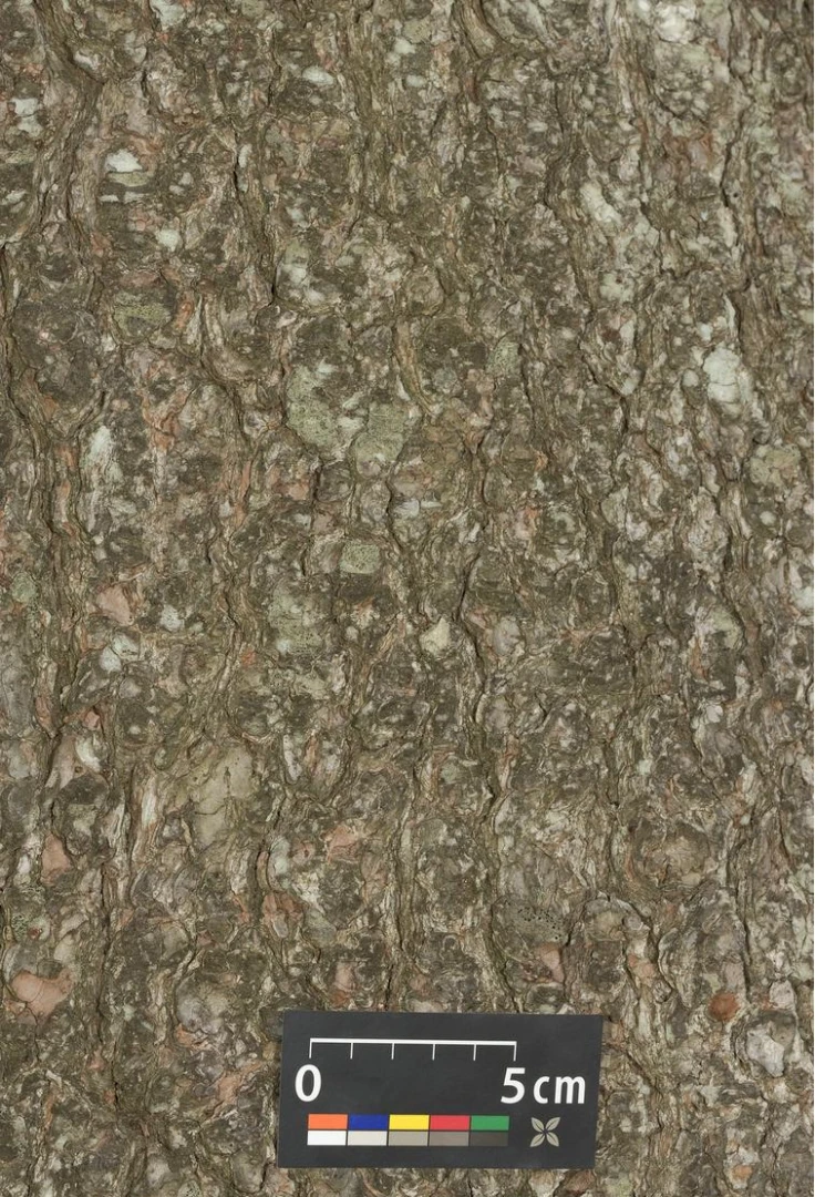 Pinus strobus 'Radiata' (Sosna wejmutka 'Radiata')