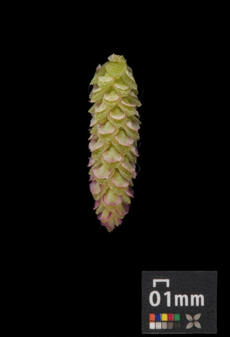 Pinus strobus 'Radiata' (Sosna wejmutka 'Radiata')