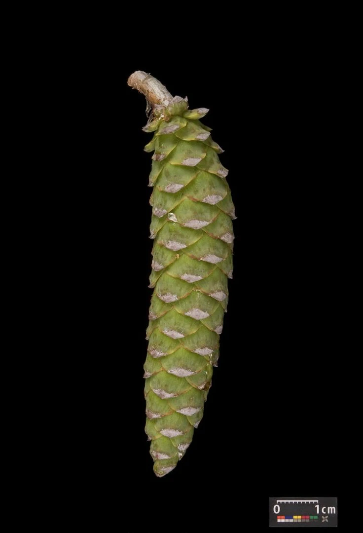 Pinus strobus 'Radiata' (Sosna wejmutka 'Radiata')