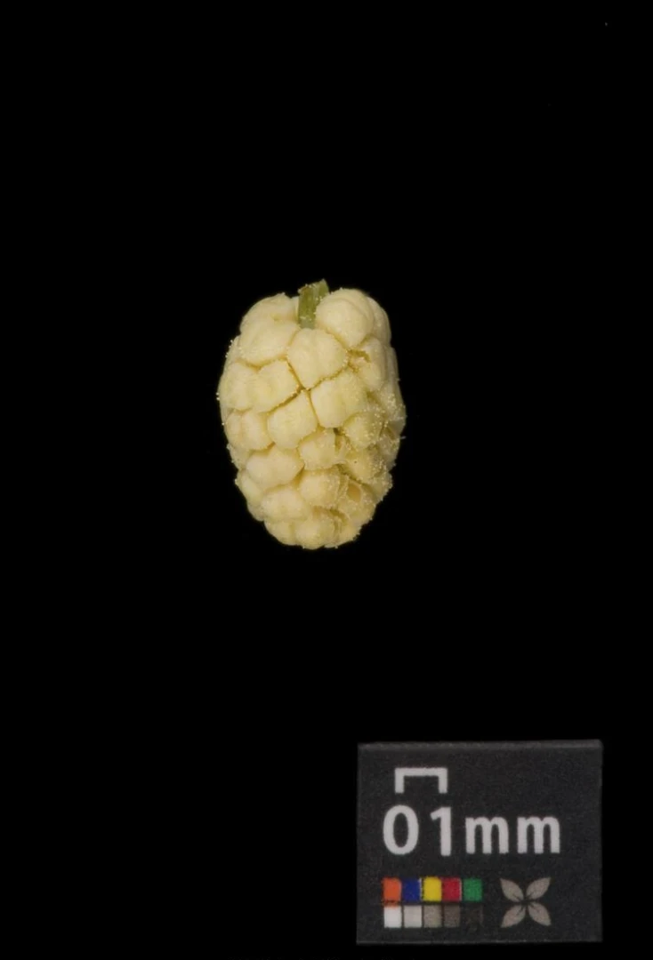 Pinus strobus 'Radiata' (Sosna wejmutka 'Radiata')