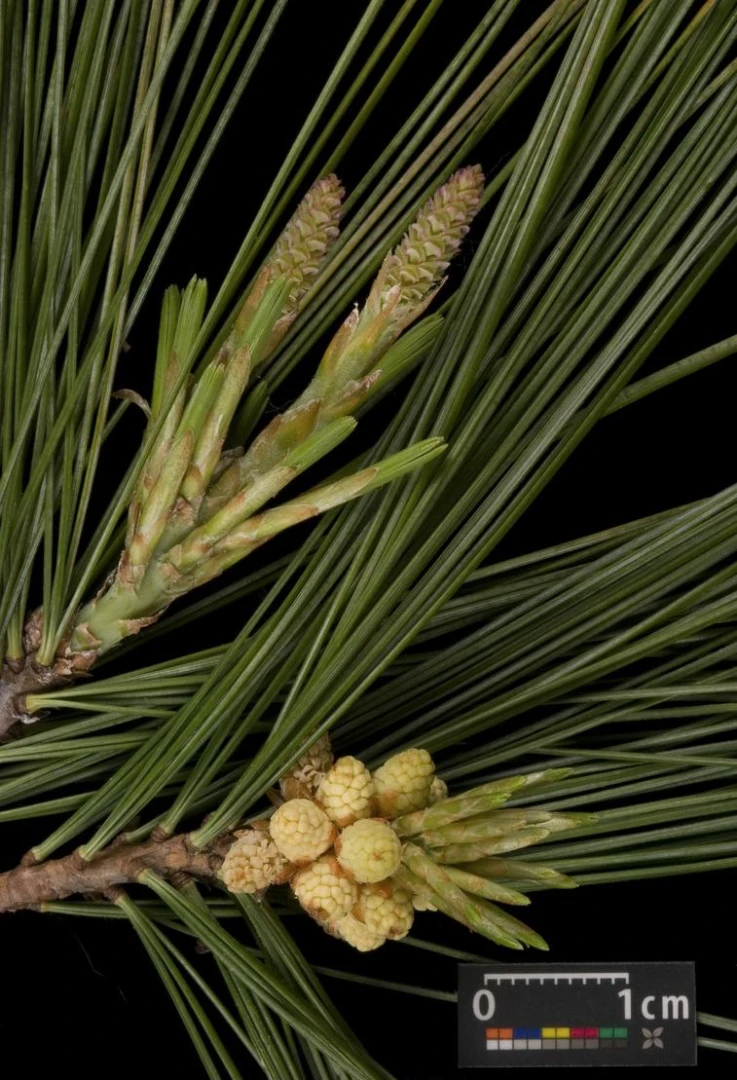 Pinus strobus 'Radiata' (Sosna wejmutka 'Radiata')