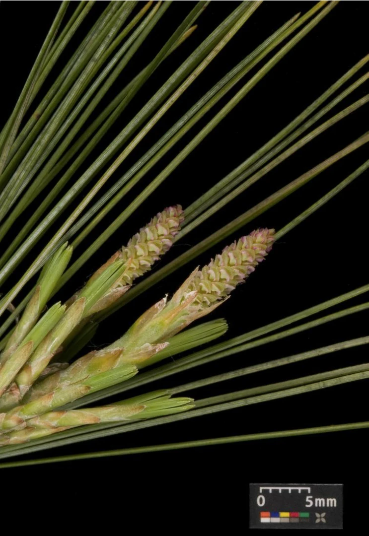 Pinus strobus 'Radiata' (Sosna wejmutka 'Radiata')