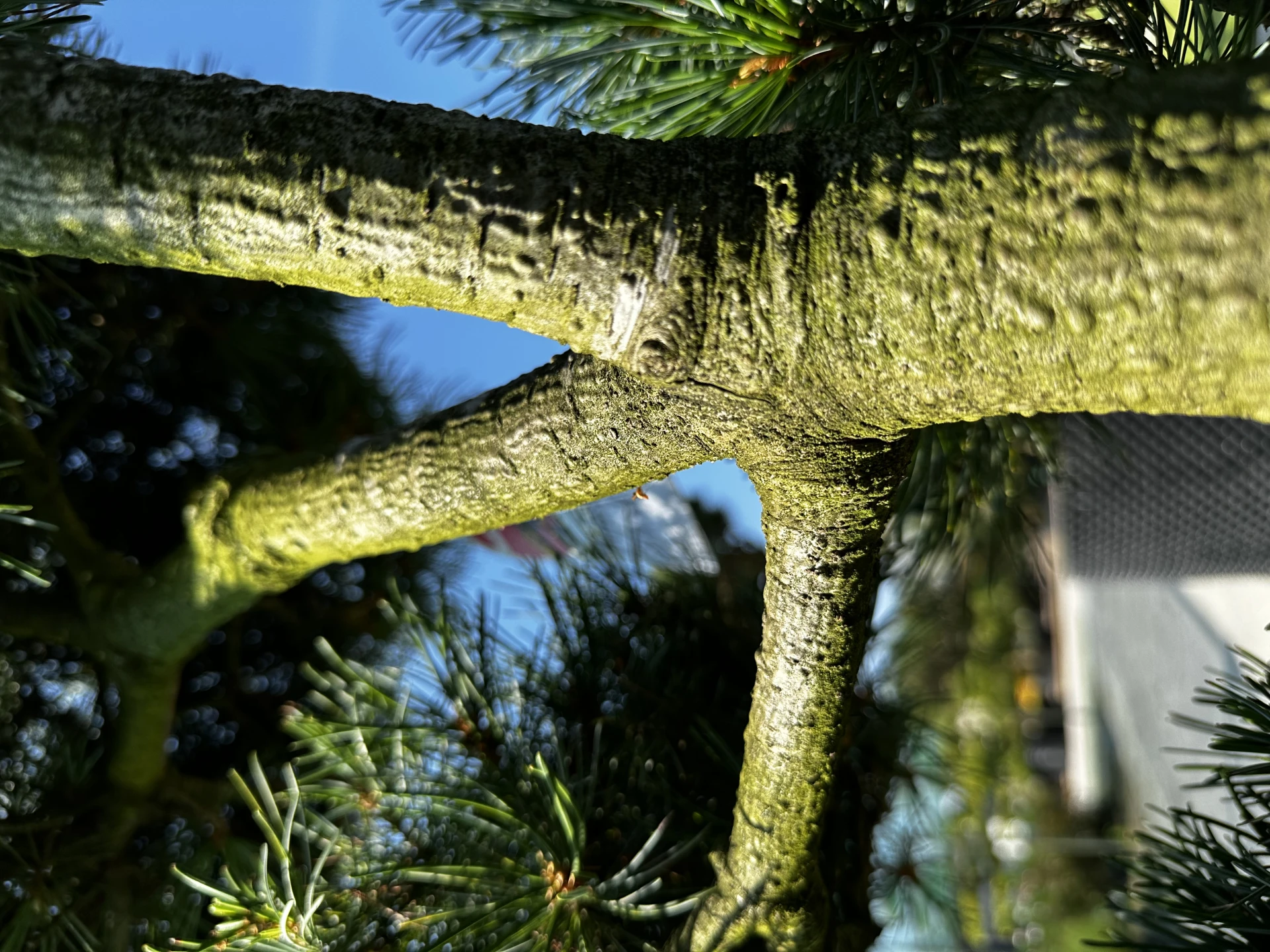 Pinus parviflora 'Negishi' (Sosna drobnokwiatowa 'Negishi')