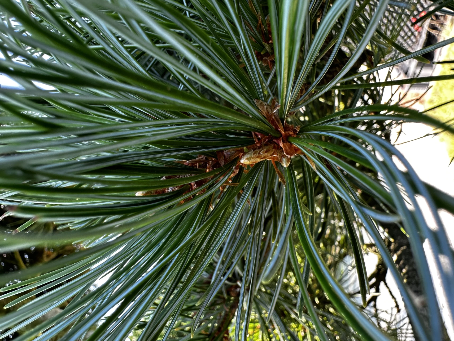 Pinus parviflora 'Negishi' (Sosna drobnokwiatowa 'Negishi')