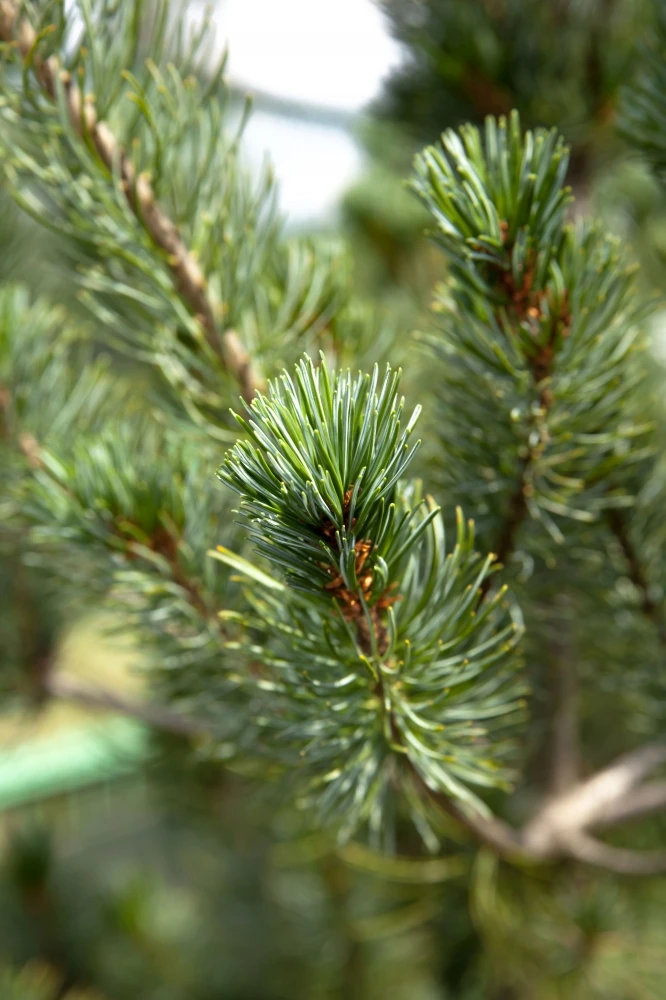 Pinus parviflora 'Negishi' (Sosna drobnokwiatowa 'Negishi')