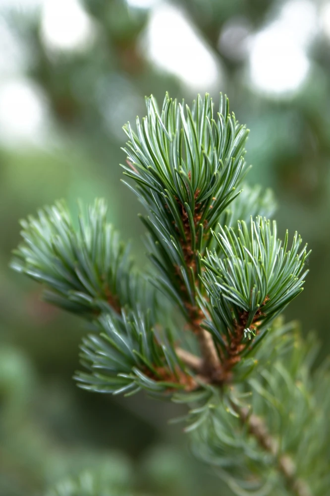 Pinus parviflora 'Negishi' (Sosna drobnokwiatowa 'Negishi')
