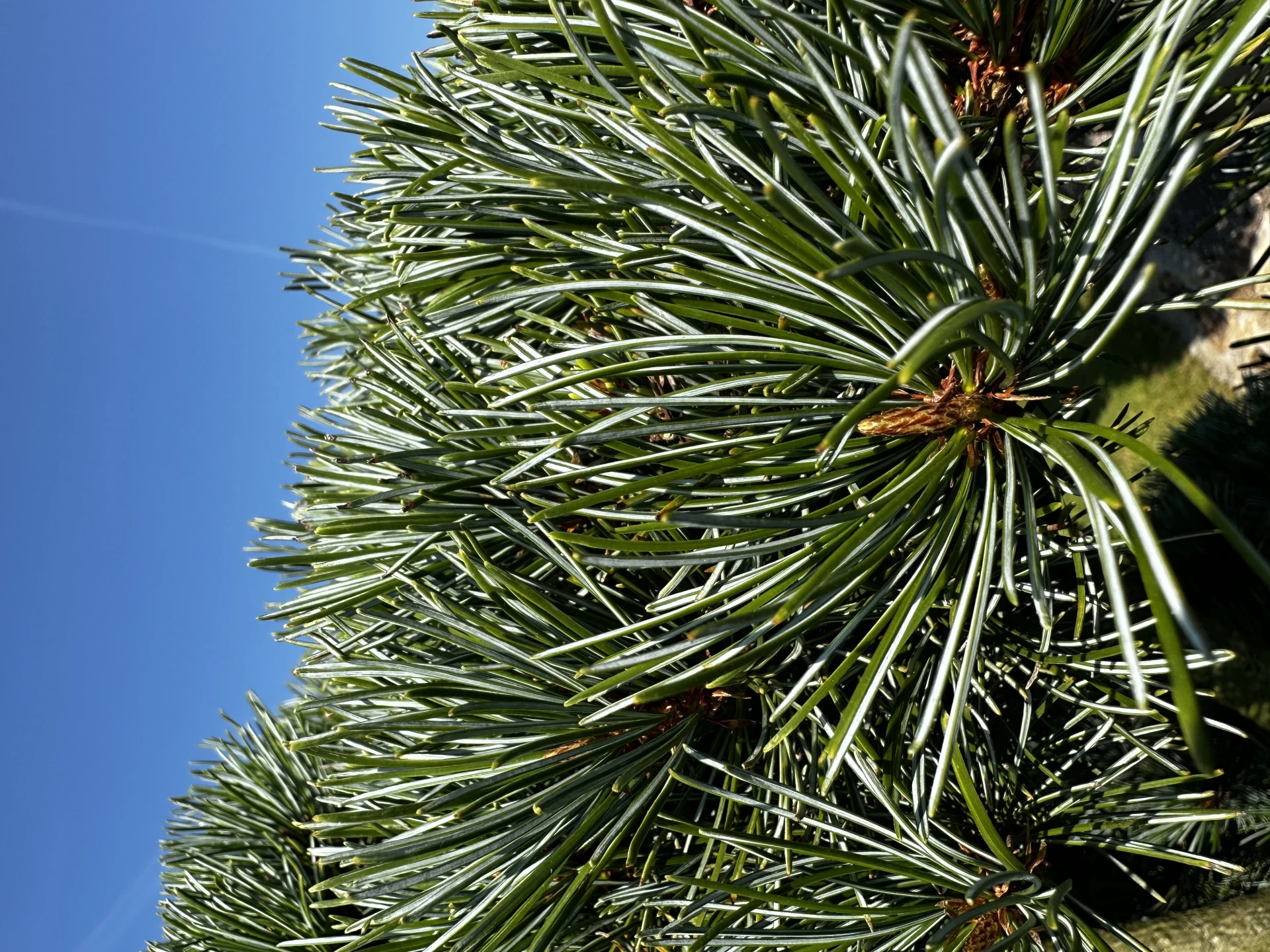 Pinus parviflora 'Negishi' (Sosna drobnokwiatowa 'Negishi')