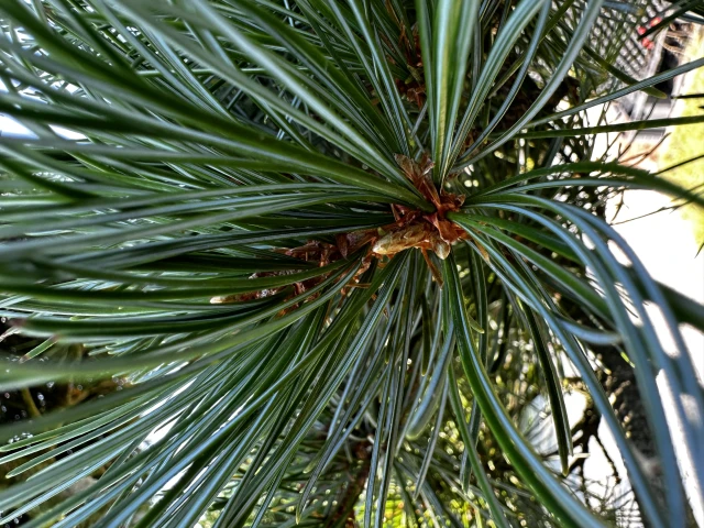 Pinus parviflora 'Negishi' (Sosna drobnokwiatowa 'Negishi')