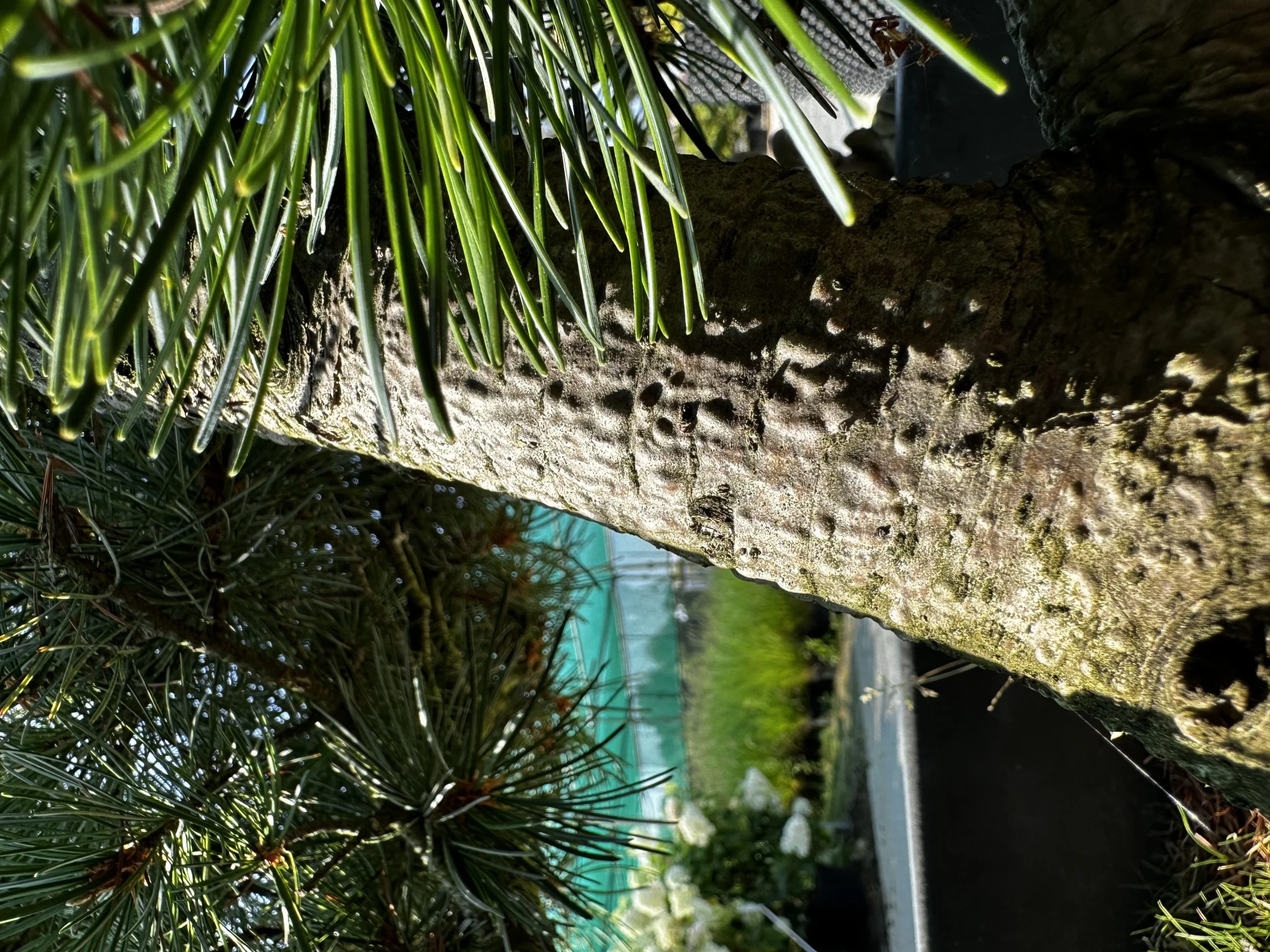 Pinus parviflora 'Negishi' (Sosna drobnokwiatowa 'Negishi')