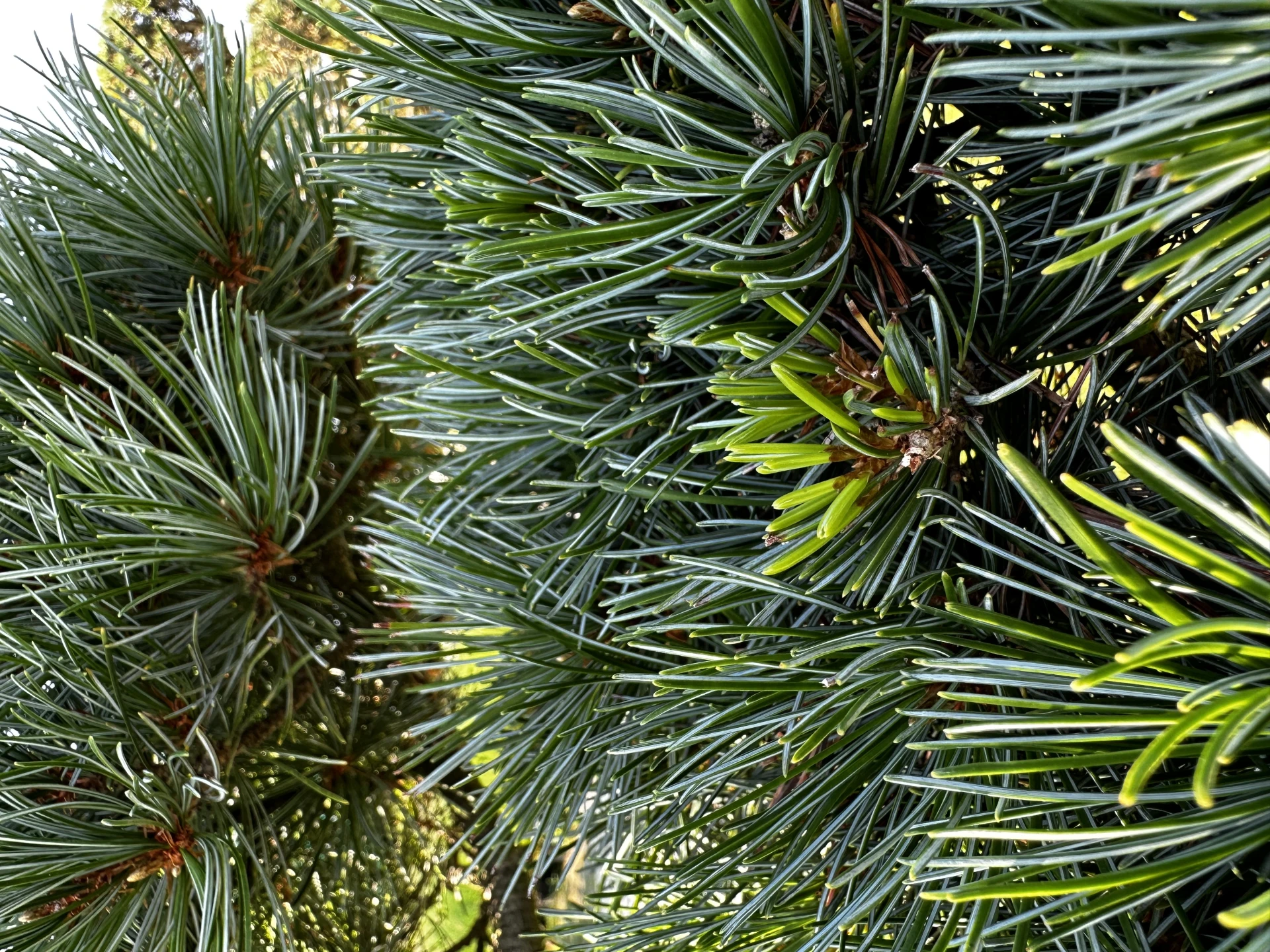 Pinus parviflora 'Negishi' (Sosna drobnokwiatowa 'Negishi')
