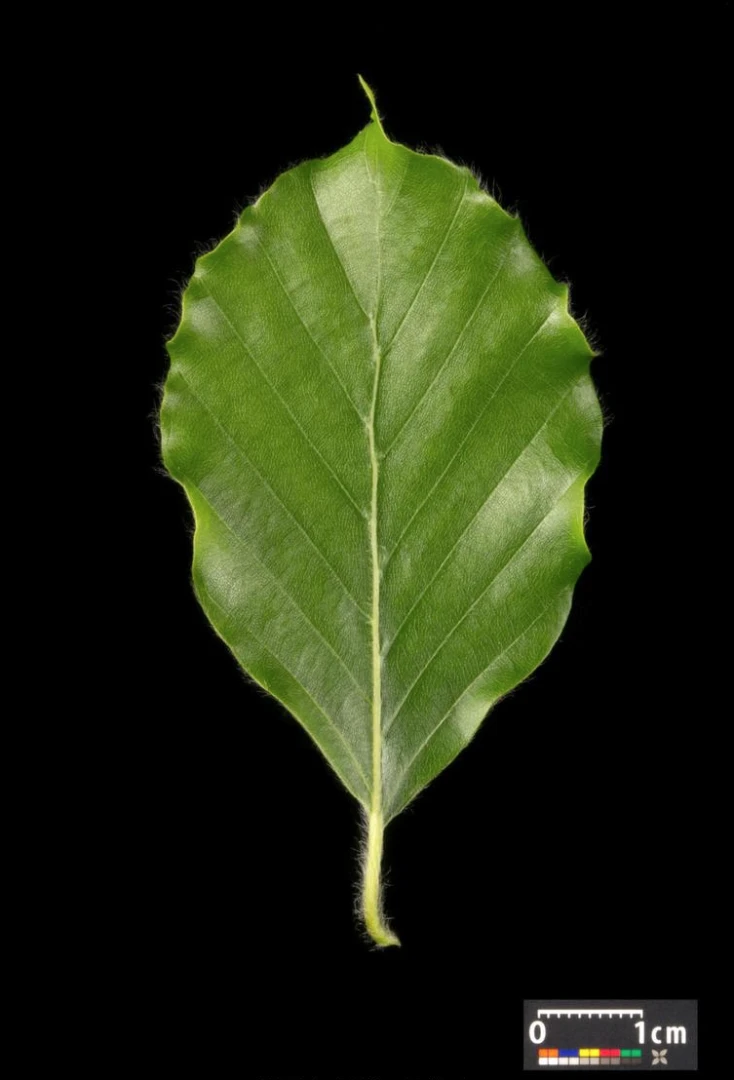 Fagus sylvatica (Buk pospolity)