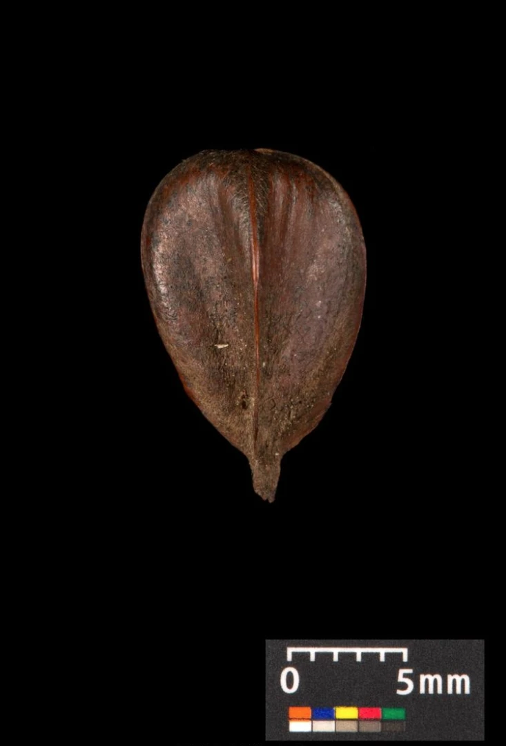 Fagus sylvatica (Buk pospolity)