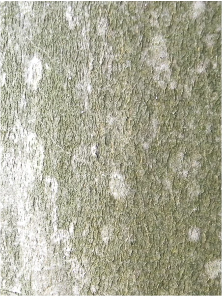Fagus sylvatica (Buk pospolity)