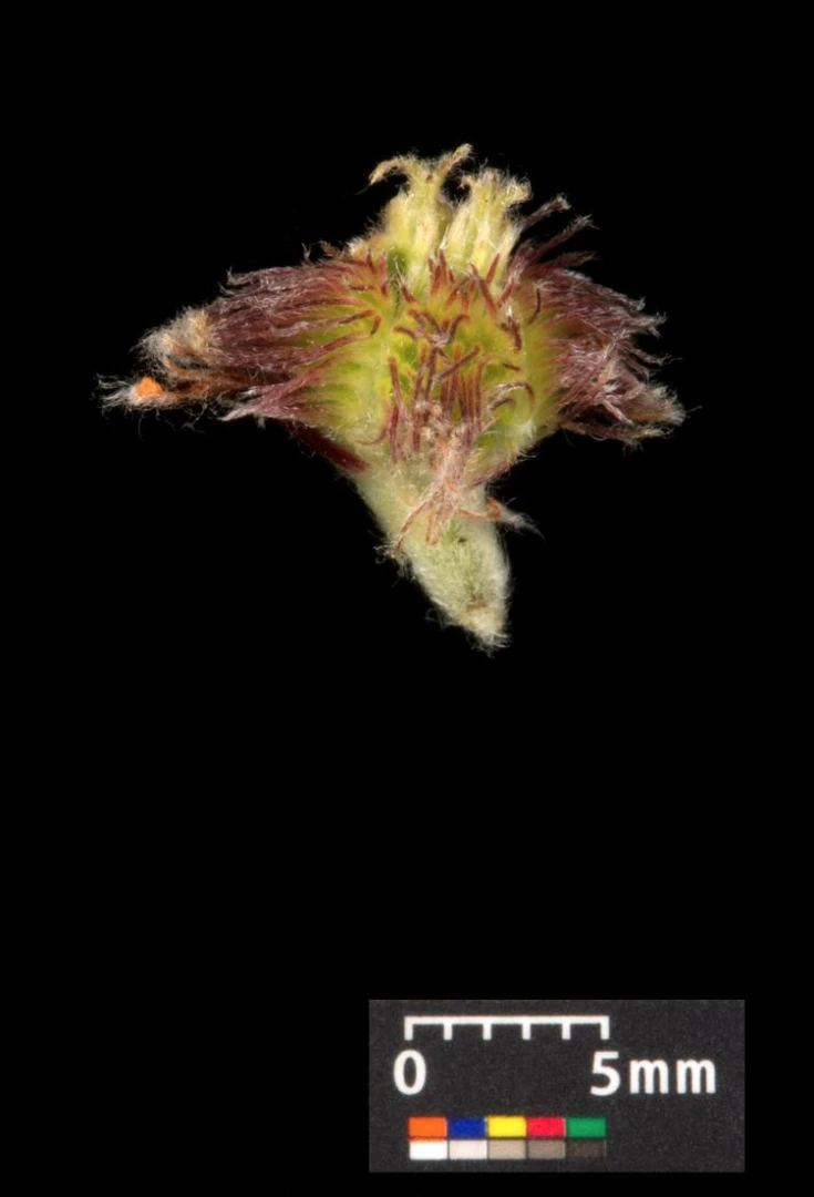 Fagus sylvatica (Buk pospolity)