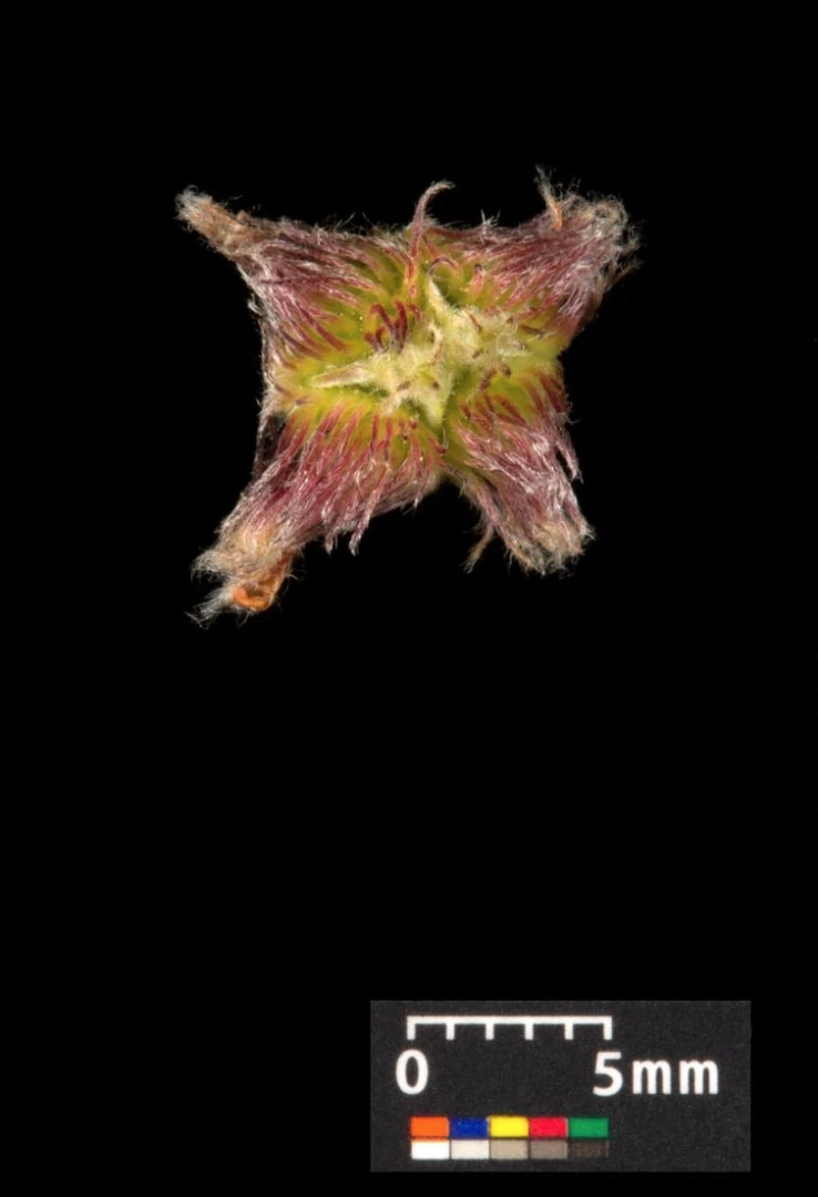 Fagus sylvatica (Buk pospolity)