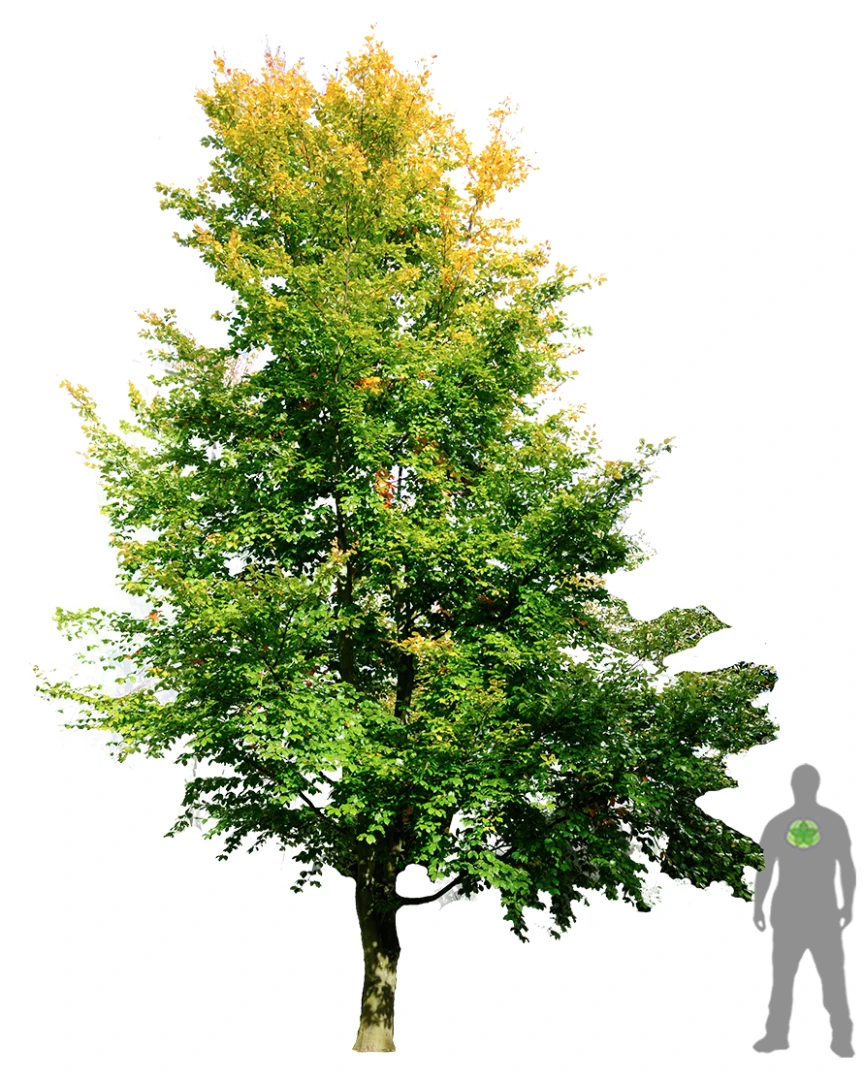 Fagus sylvatica (Buk pospolity)