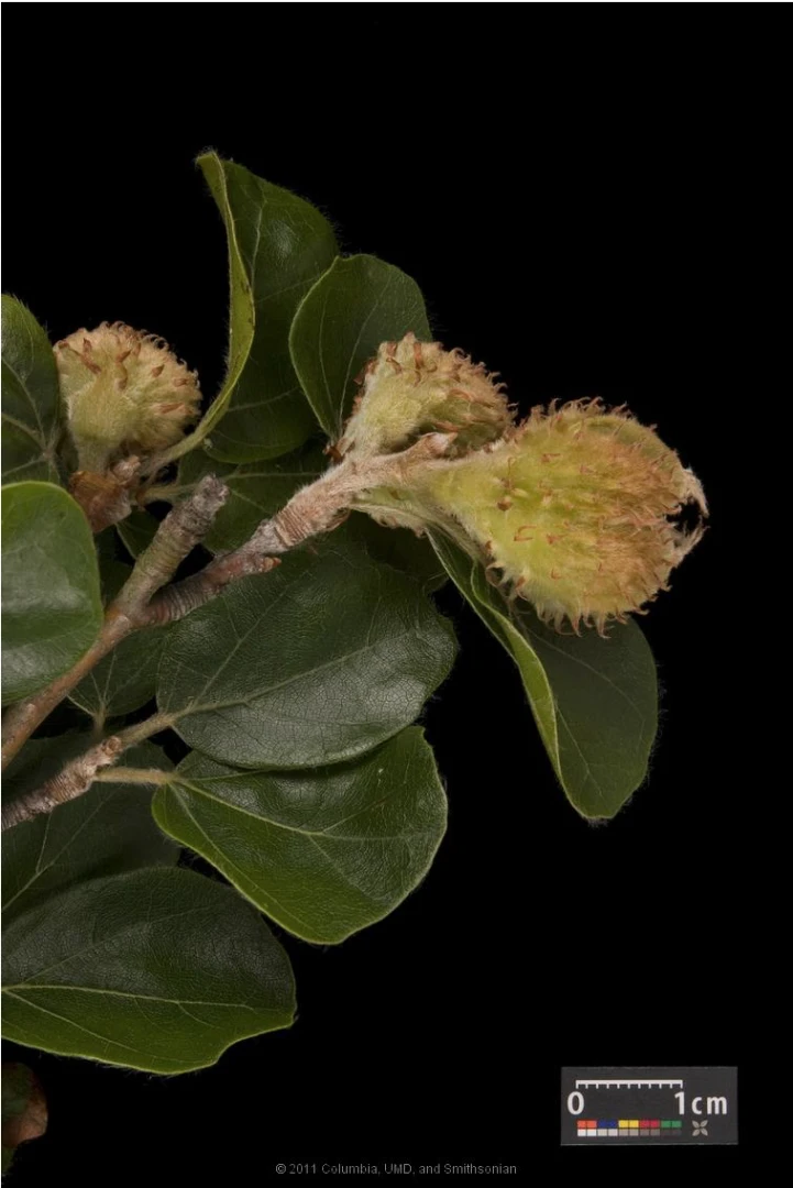 Fagus sylvatica (Buk pospolity)