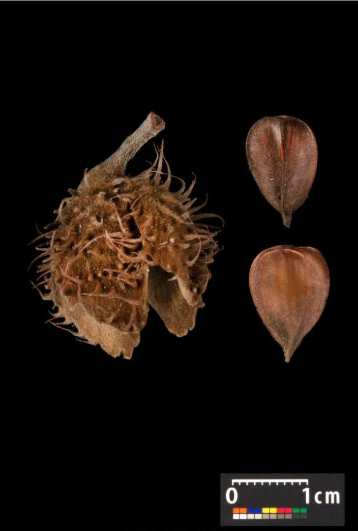 Fagus sylvatica (Buk pospolity)