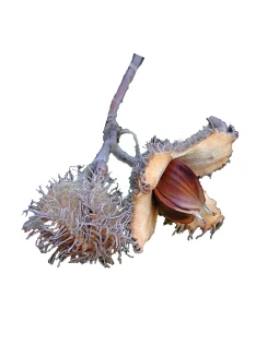 Fagus sylvatica (Buk pospolity)