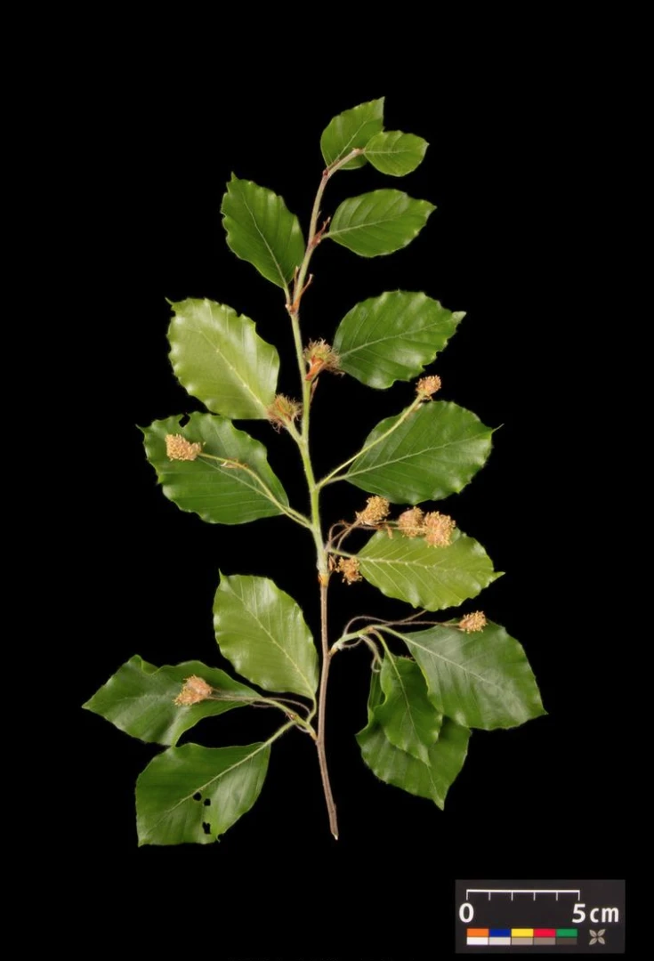 Fagus sylvatica (Buk pospolity)