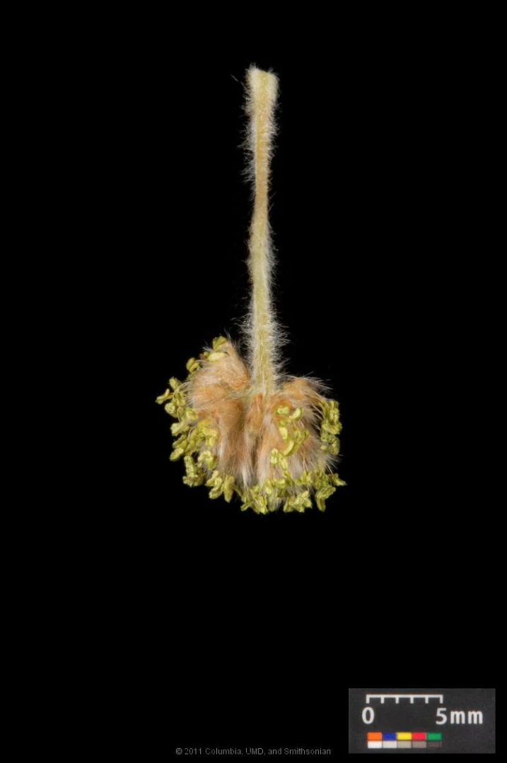 Fagus sylvatica (Buk pospolity)