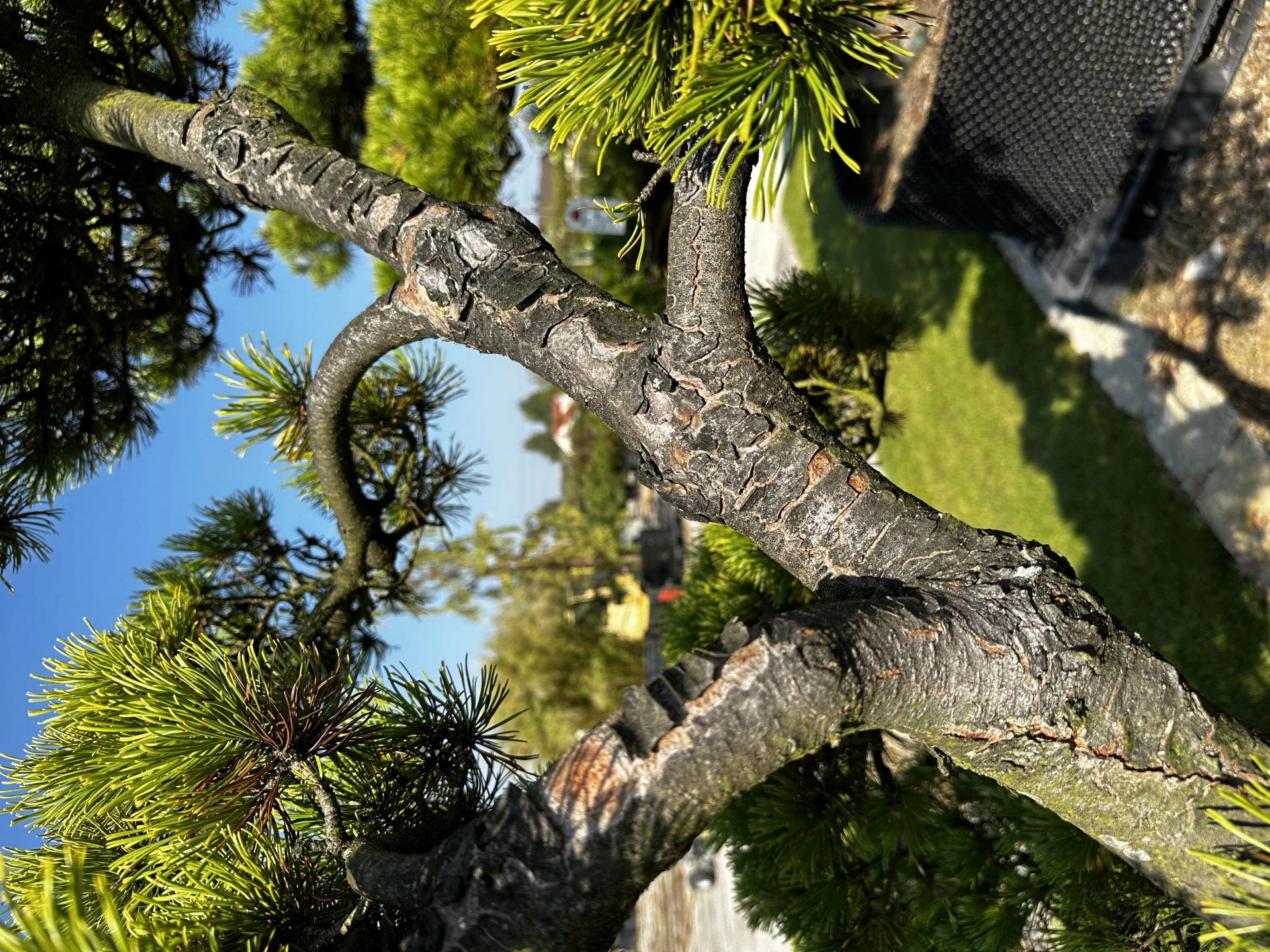 Pinus mugo 'Wintergold' (Sosna górska 'Wintergold')