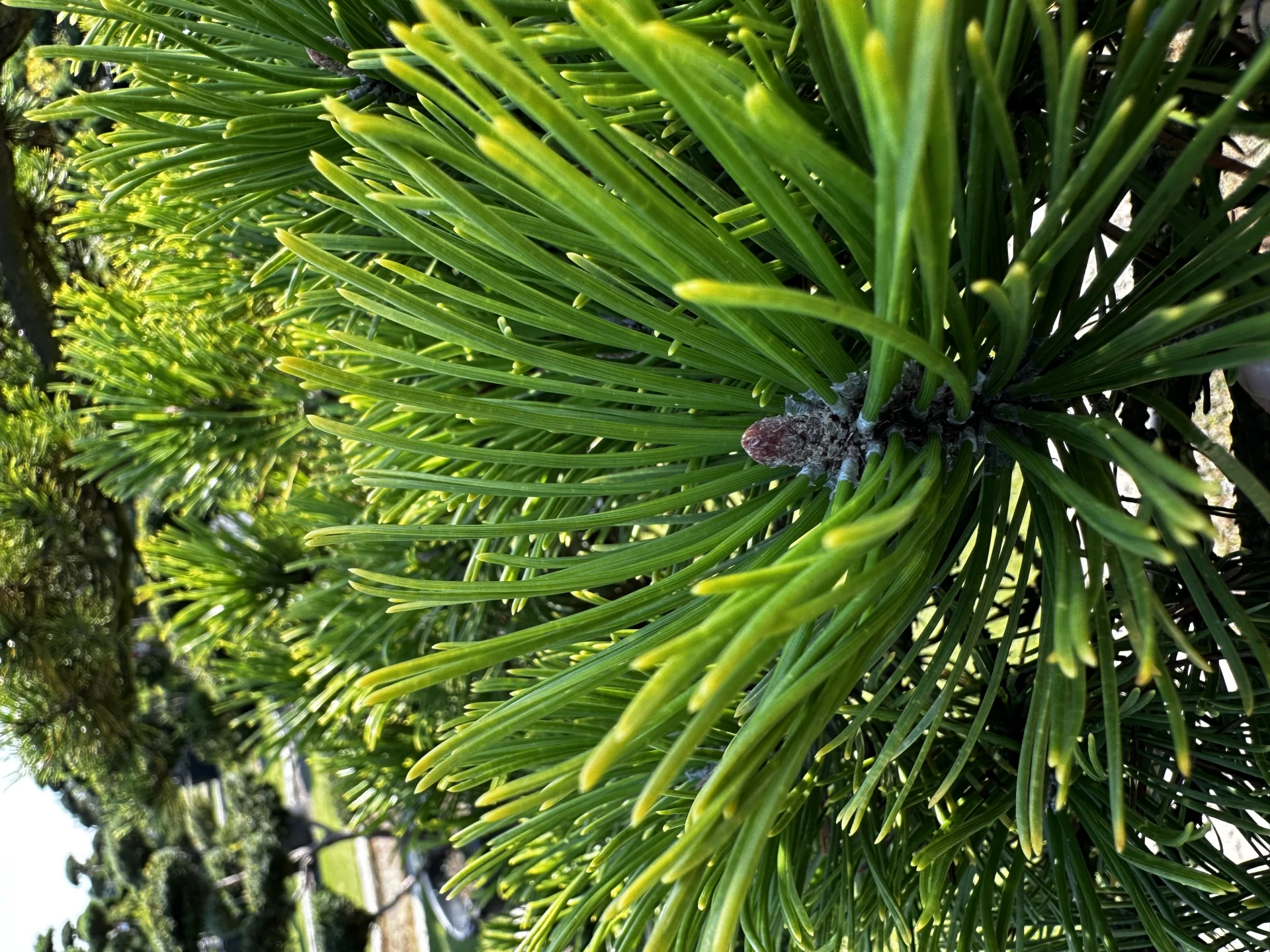 Pinus mugo 'Wintergold' (Sosna górska 'Wintergold')