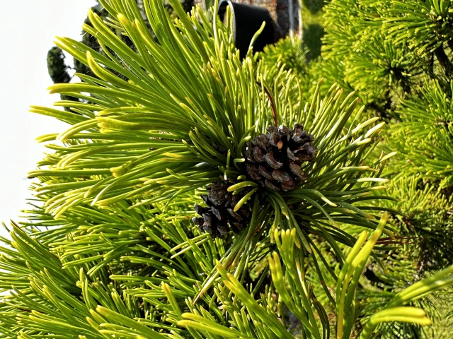 Pinus mugo 'Wintergold' (Sosna górska 'Wintergold')