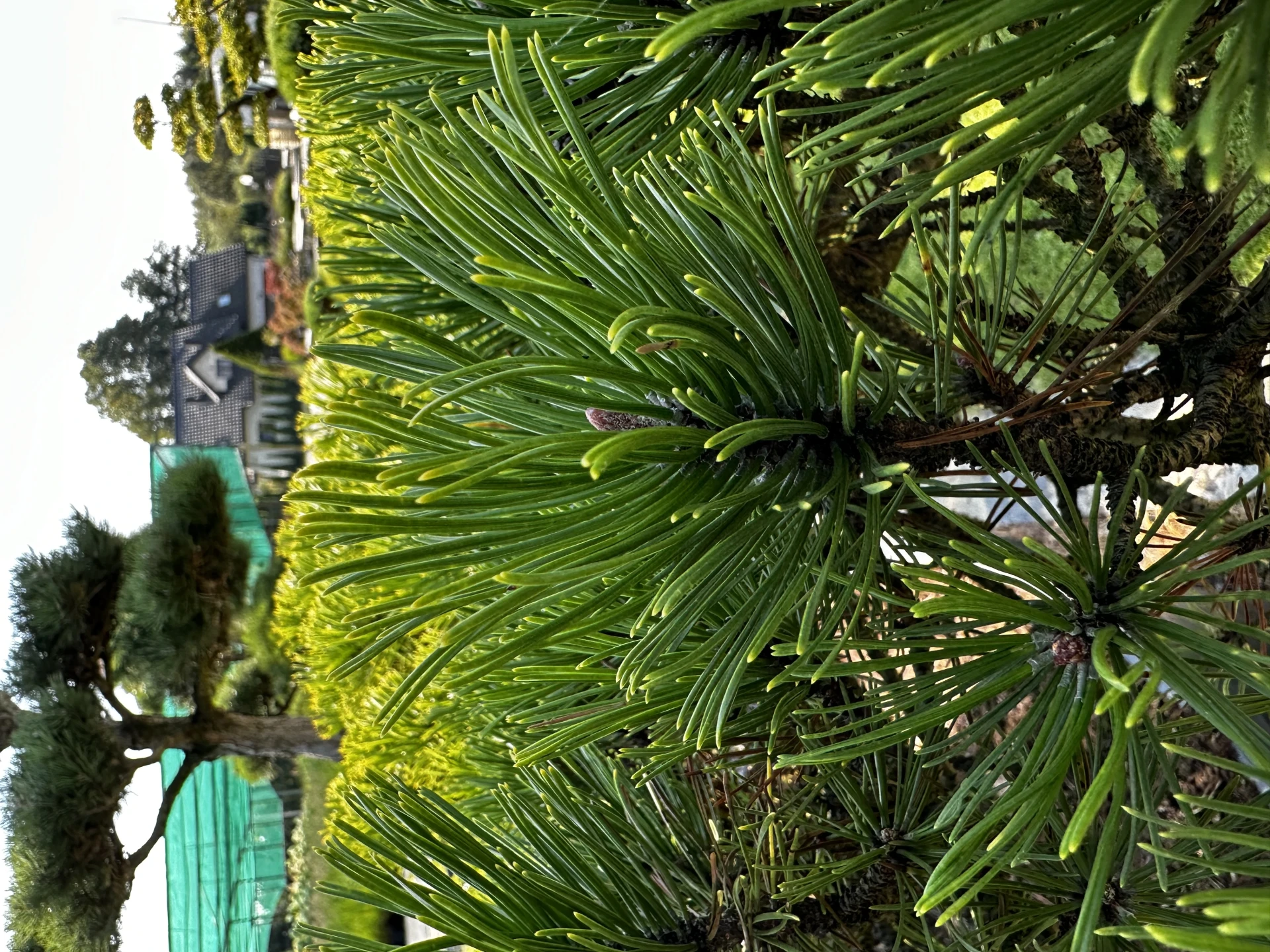 Pinus mugo 'Wintergold' (Sosna górska 'Wintergold')