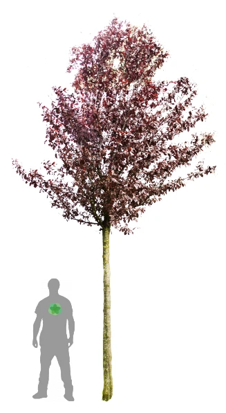 Prunus cerasifera 'Nigra' (Śliwa wiśniowa 'Nigra')